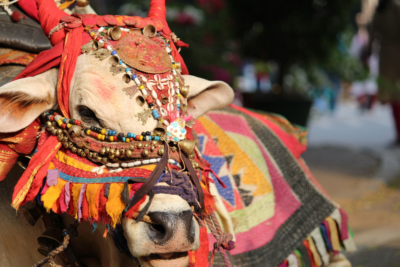 Canon EOS 700D (EOS Rebel T5i / EOS Kiss X7i) sample photo. Bull, culture, indian, karnataka photography