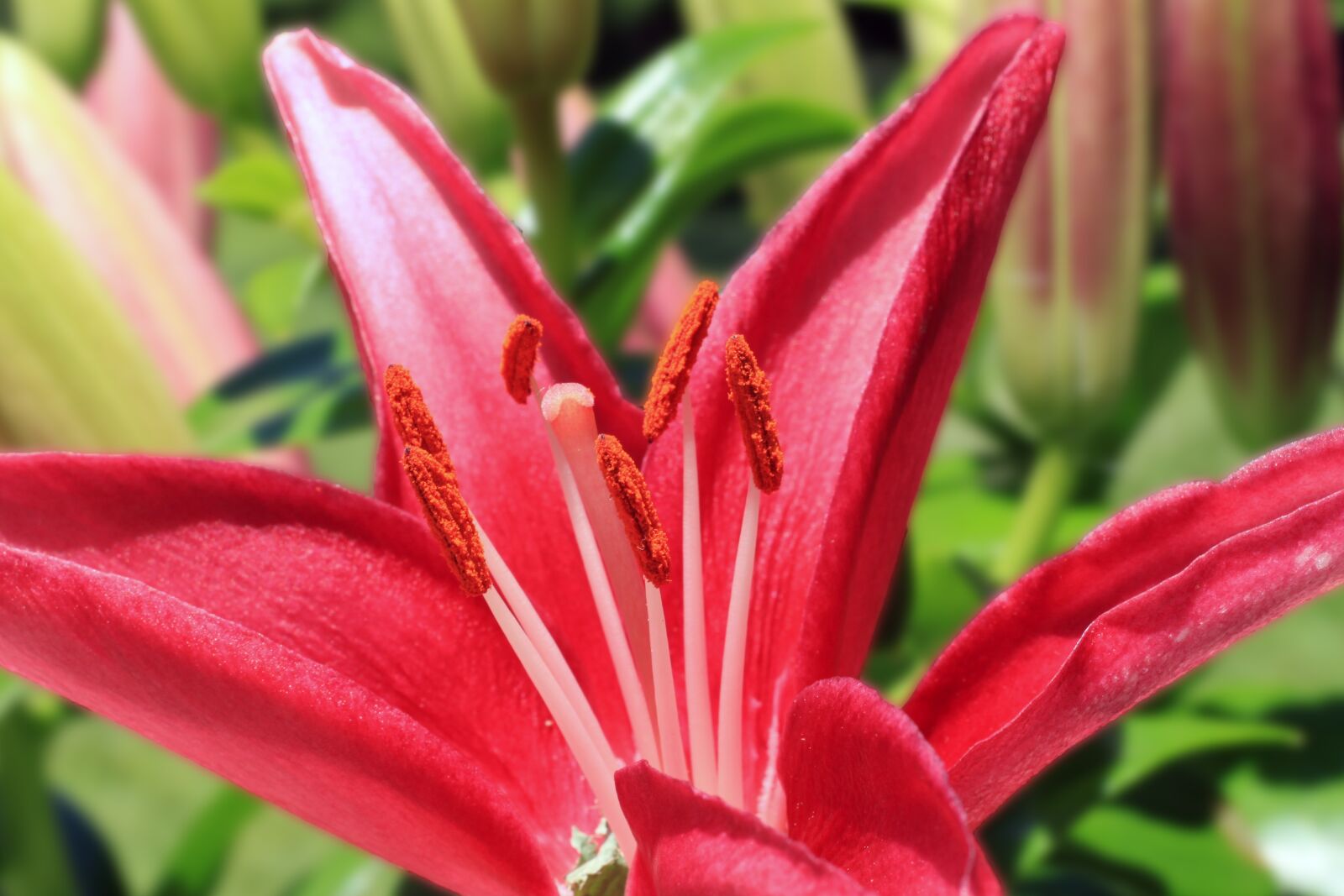 Canon EOS 500D (EOS Rebel T1i / EOS Kiss X3) sample photo. Asiatic, lily, macro photography