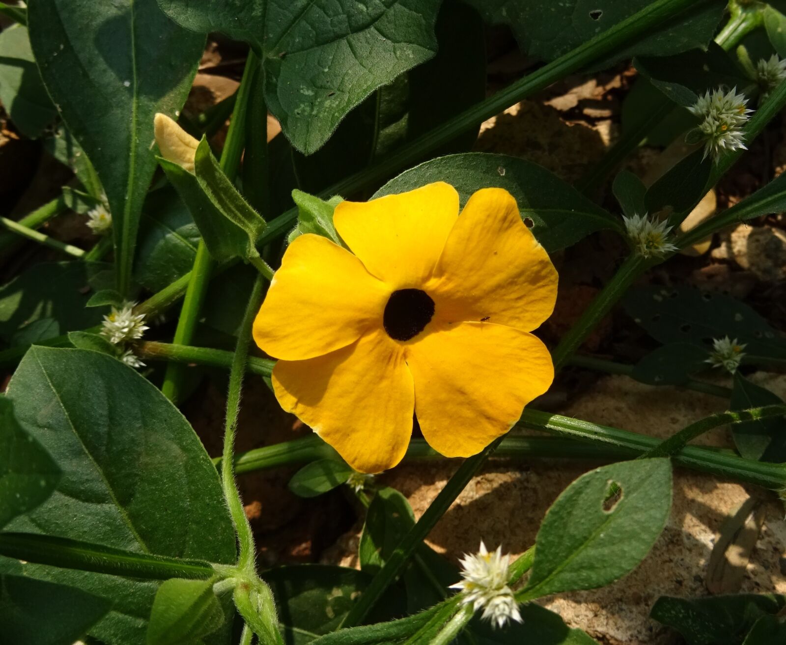 Sony DSC-HX60V sample photo. Flower, orange, thunbergia alata photography