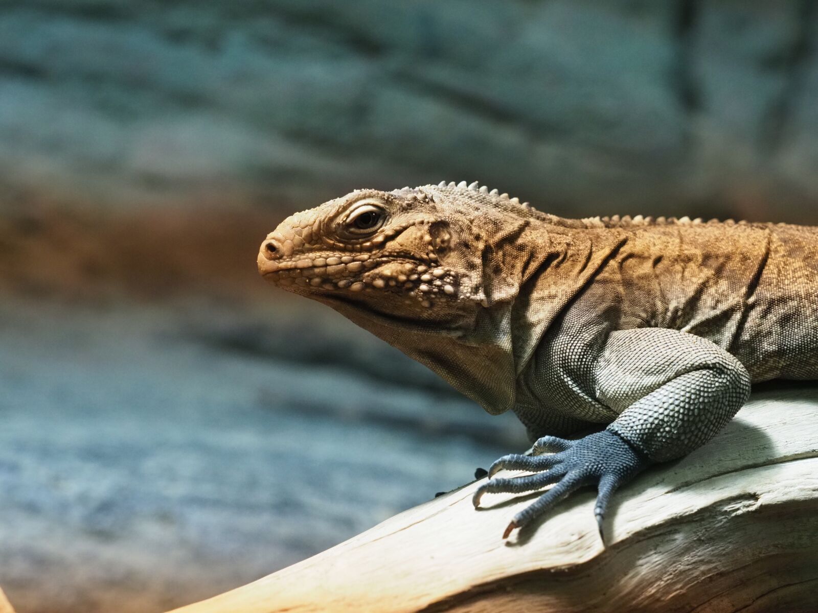 Olympus OM-D E-M1 Mark II + Olympus M.Zuiko Digital ED 40-150mm F2.8 Pro sample photo. Animal, reptile, lizard photography