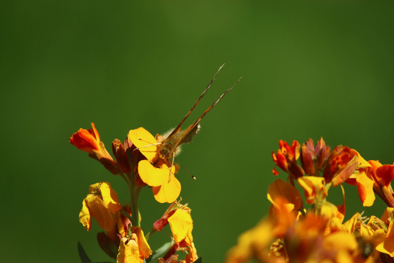 Canon EF-S 55-250mm F4-5.6 IS II sample photo. Flower, butterfly, joy photography