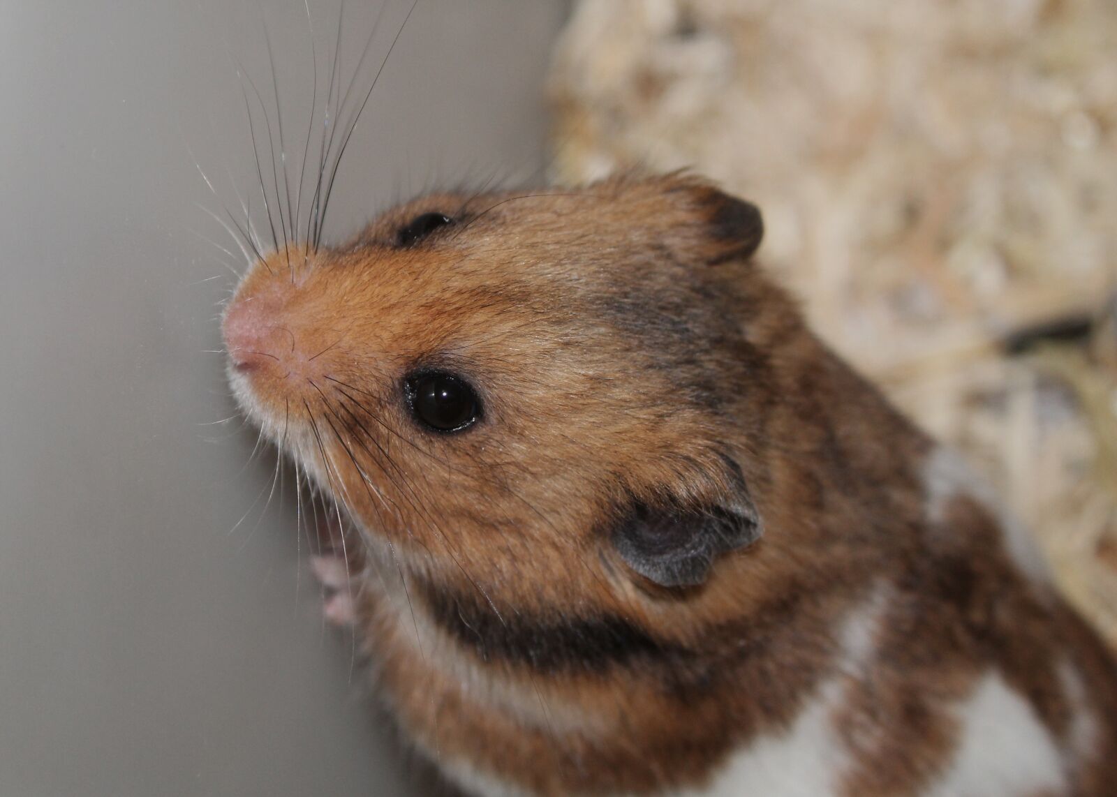 Canon EOS 1300D (EOS Rebel T6 / EOS Kiss X80) sample photo. Hamster, rodent, domestic photography