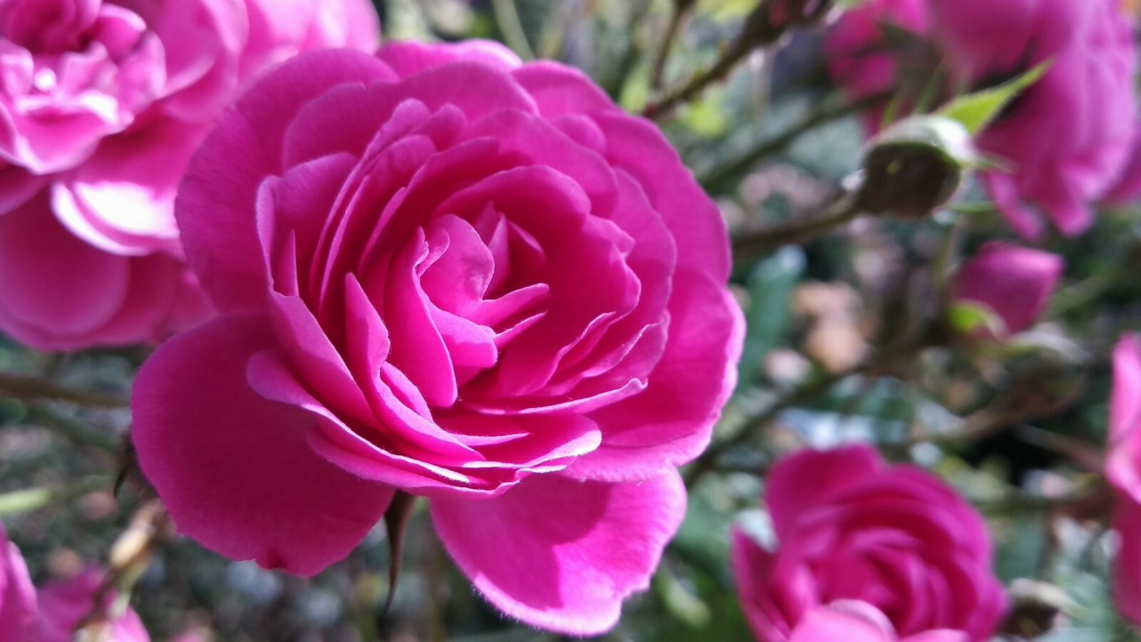Xiaomi Redmi 5 Plus sample photo. Flower, pink flower, flowers photography