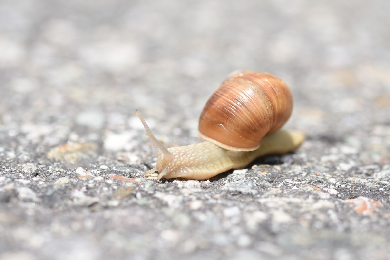 Nikon D7200 sample photo. Snail, asphalt, snail shell photography