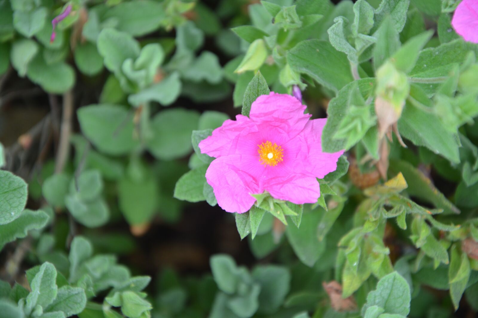 Nikon D5200 sample photo. Foliage with flowers, pink photography