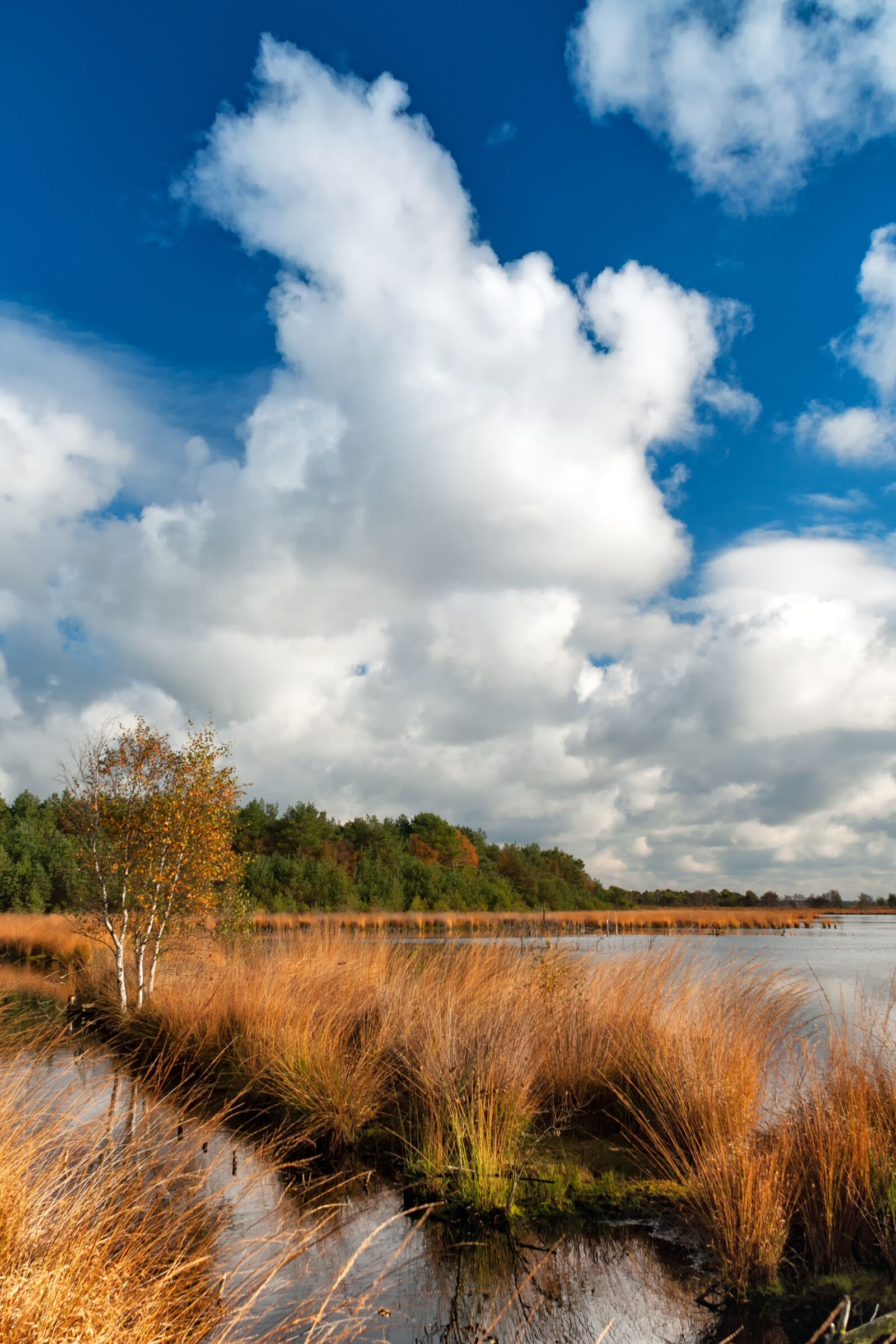 Nikon D90 sample photo. Teufelsmoor, north, germany photography