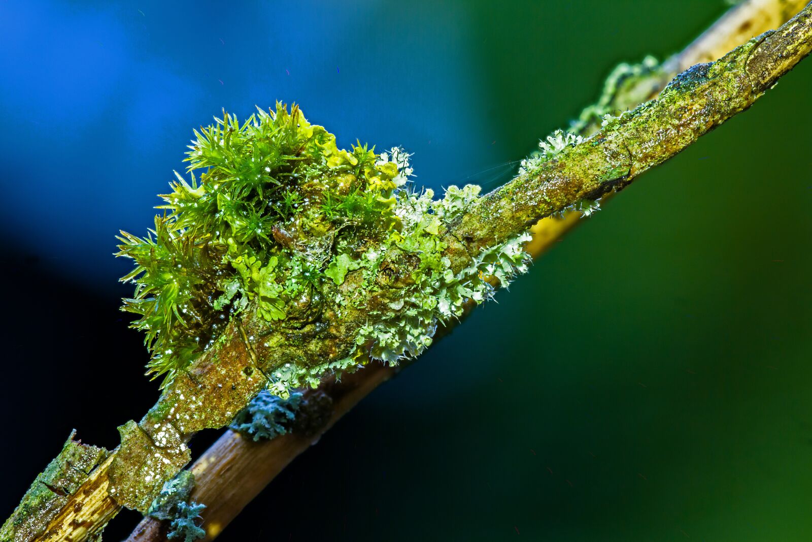 Canon EOS 7D sample photo. Moss, weave, wood photography