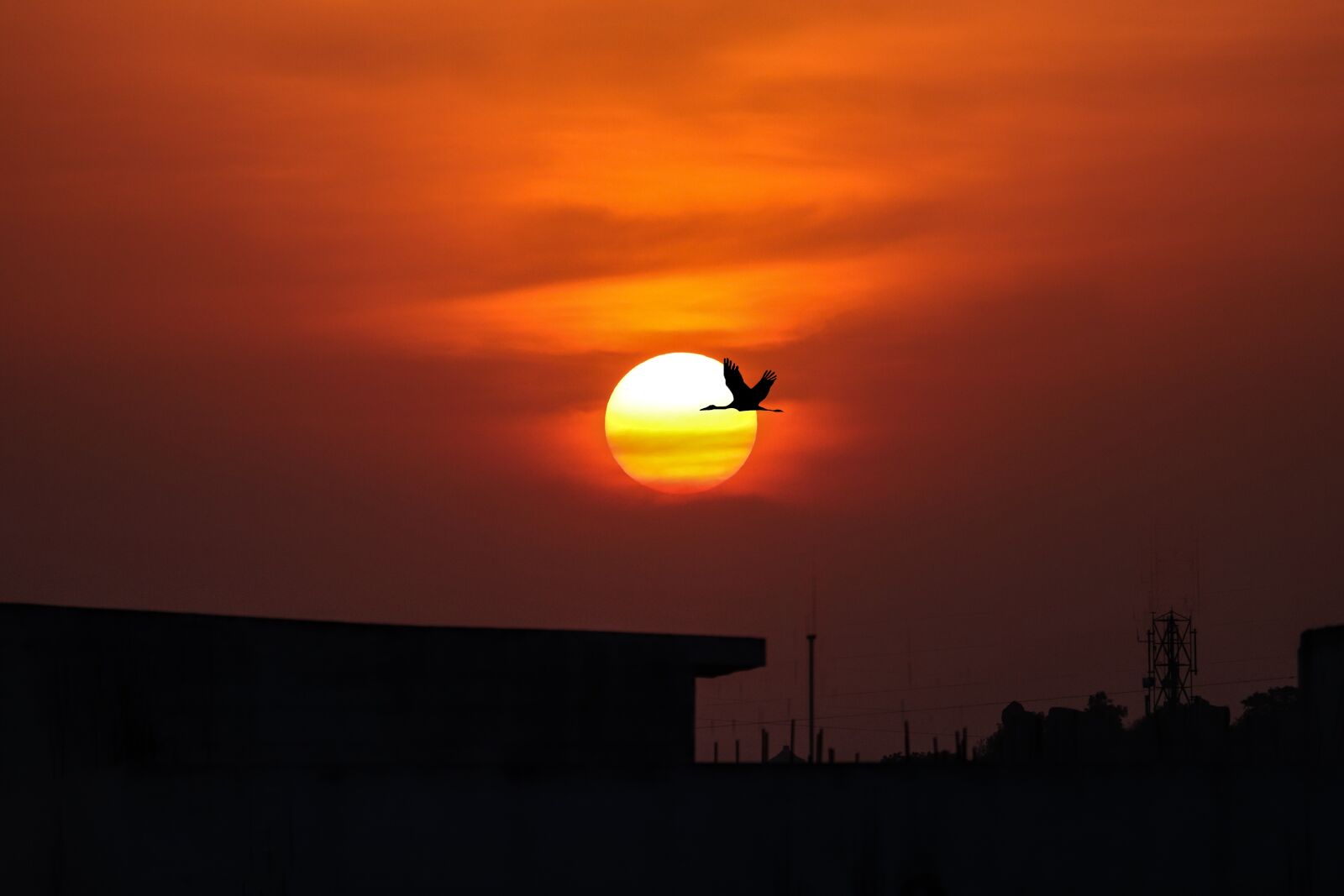 Canon EOS 200D (EOS Rebel SL2 / EOS Kiss X9) sample photo. Sunset, bird, sky photography