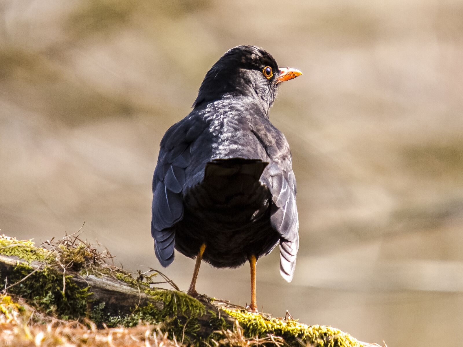 Olympus E-3 sample photo. Blackbird, bird, songbird photography