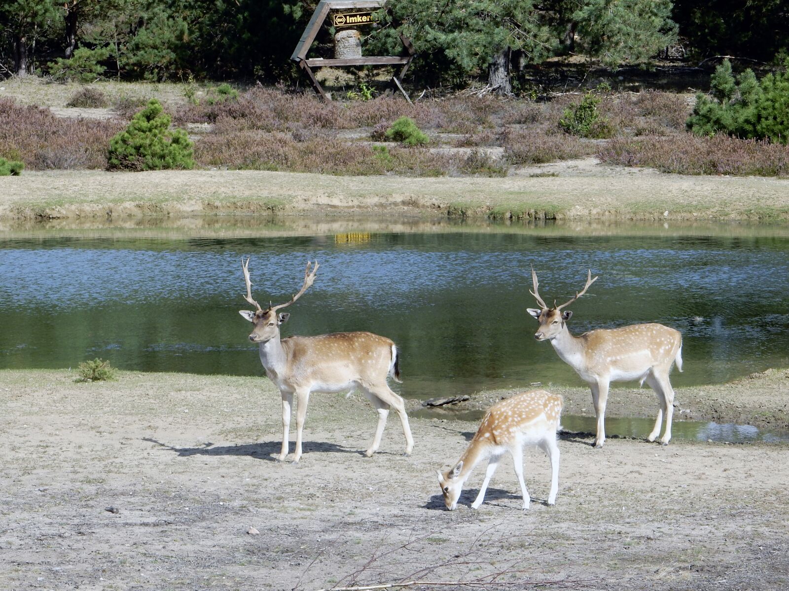 Nikon Coolpix S9700 sample photo. Fallow deer, animal, mammal photography