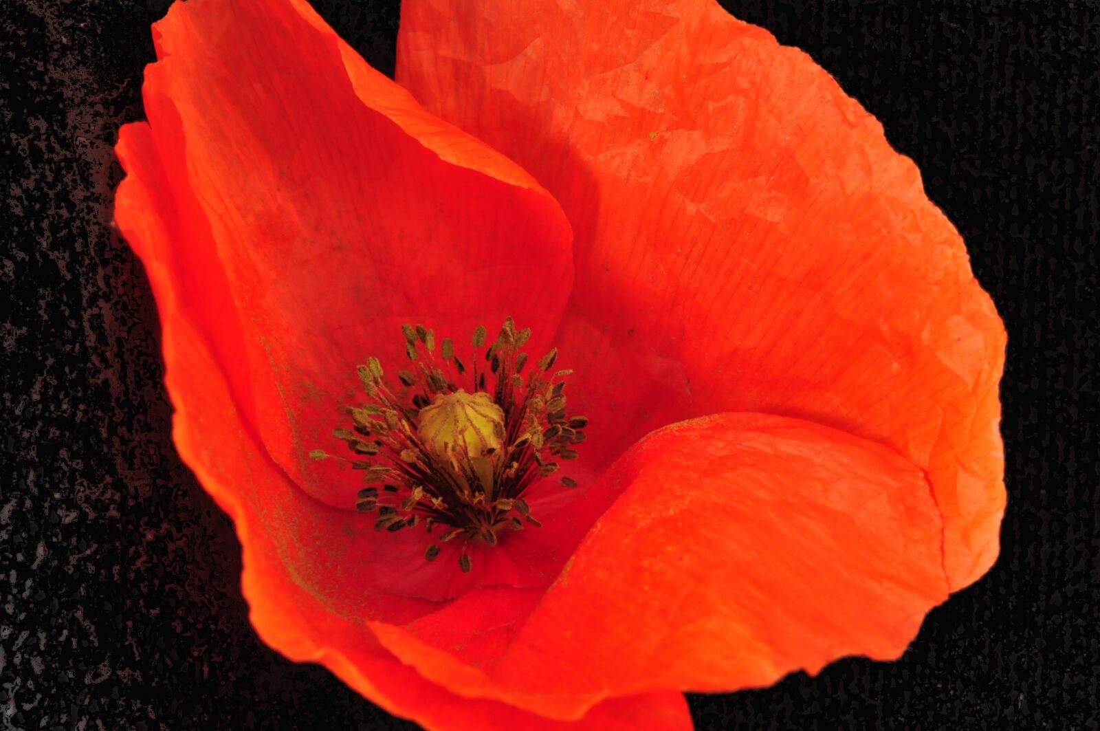 Nikon D90 sample photo. Flower, poppy, summer photography
