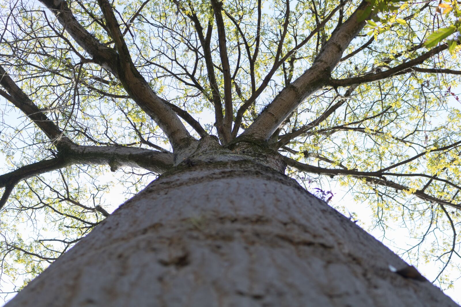 Canon EOS 750D (EOS Rebel T6i / EOS Kiss X8i) sample photo. Tree, natural, nature photography