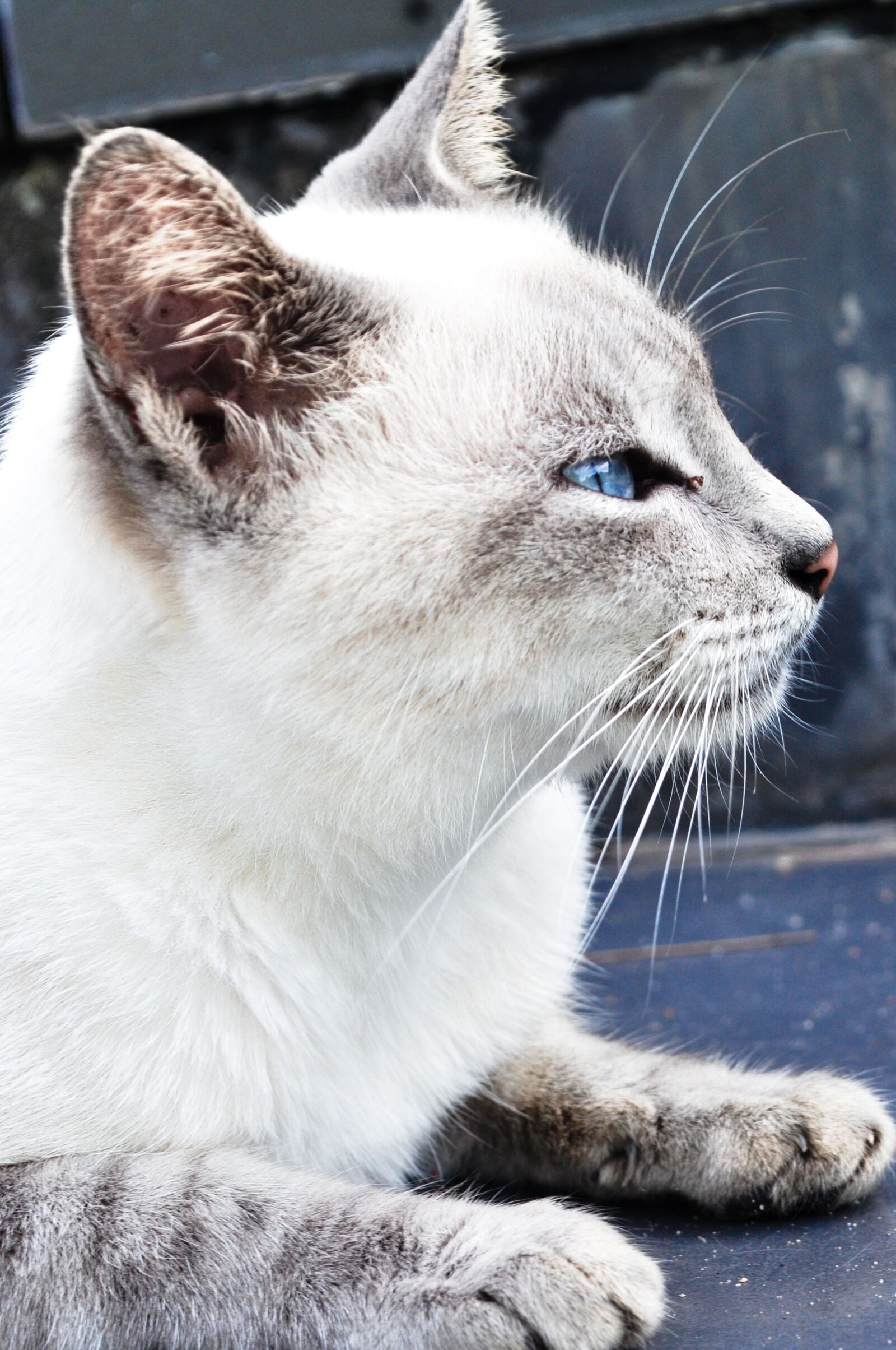 Nikon D5000 sample photo. Cat, white, blue eye photography