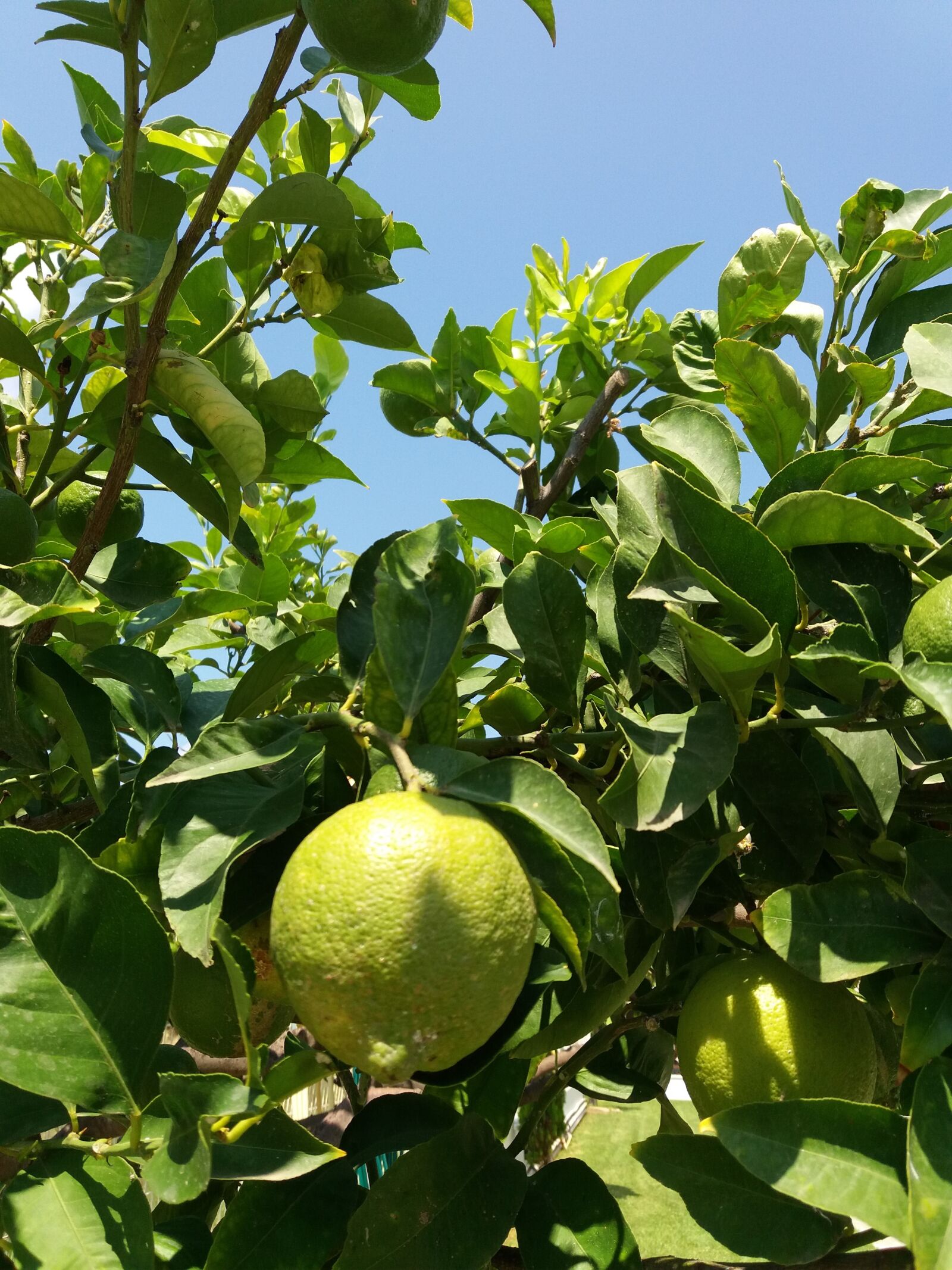 Samsung Galaxy J5(2016) sample photo. Lemon, tree, green photography