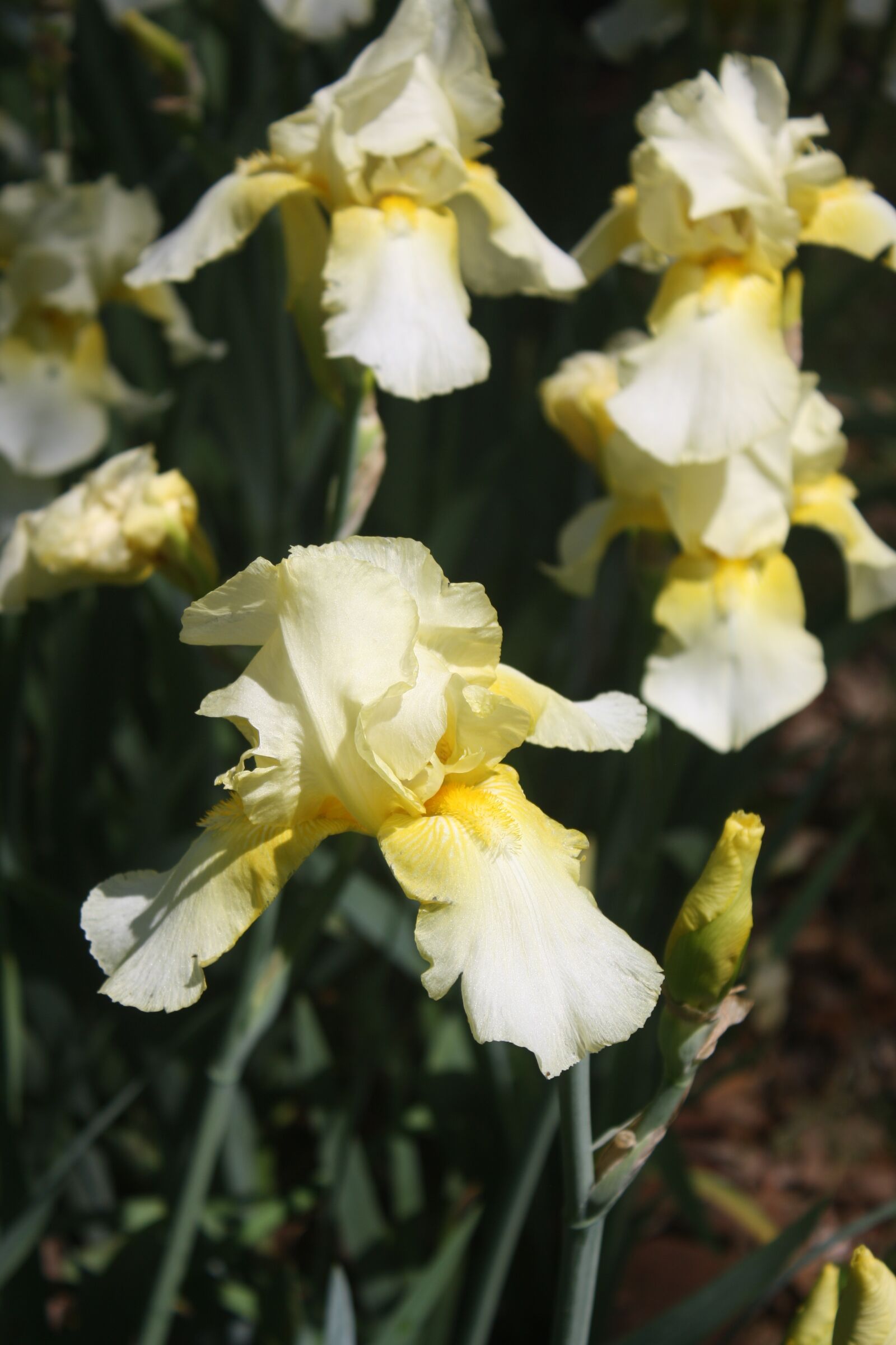 Canon EOS 1000D (EOS Digital Rebel XS / EOS Kiss F) sample photo. Iris, white, yellow photography