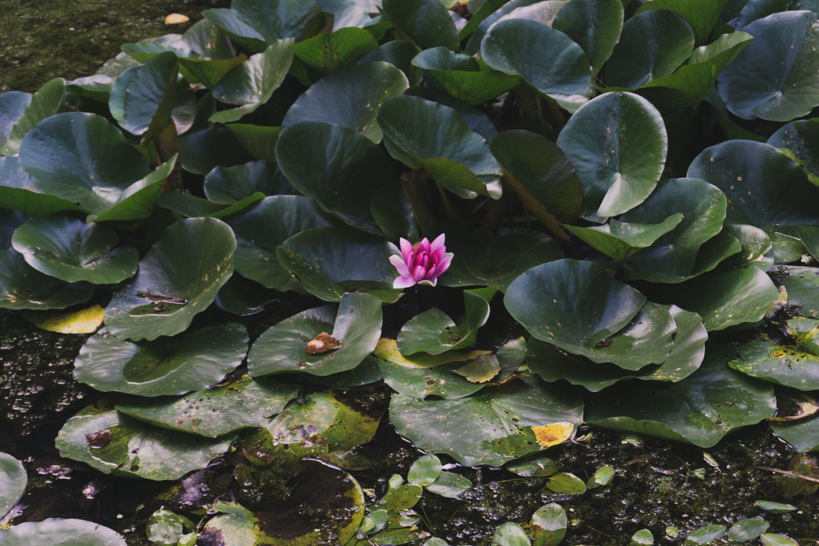 Sony a5100 + Sony E 16-50mm F3.5-5.6 PZ OSS sample photo. Lotus, water lotus, water photography