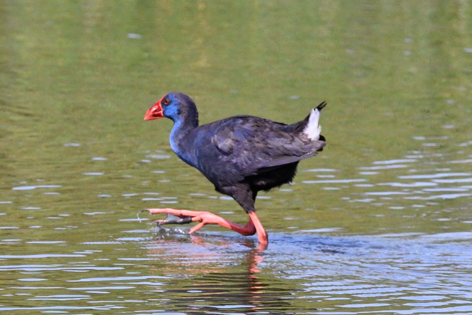 Nikon D7500 sample photo. Calamón, biodiversity, aves photography