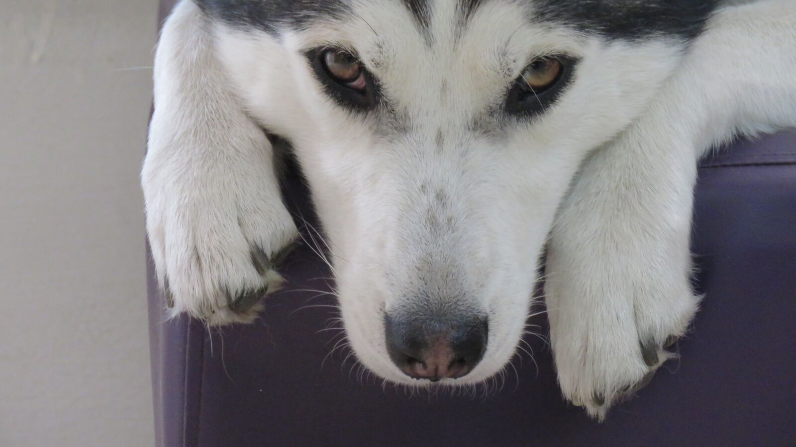 Canon PowerShot SX60 HS sample photo. Dog, pet, animals photography