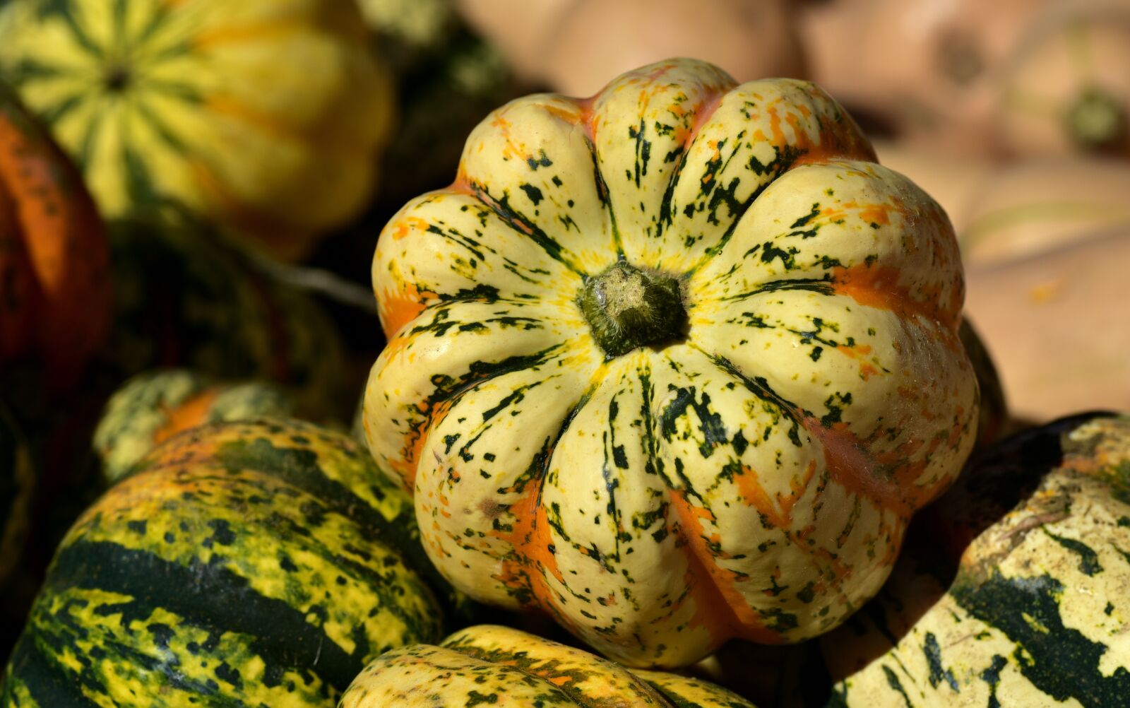 Nikon D750 sample photo. Microwave pumpkin, pumpkin, k photography