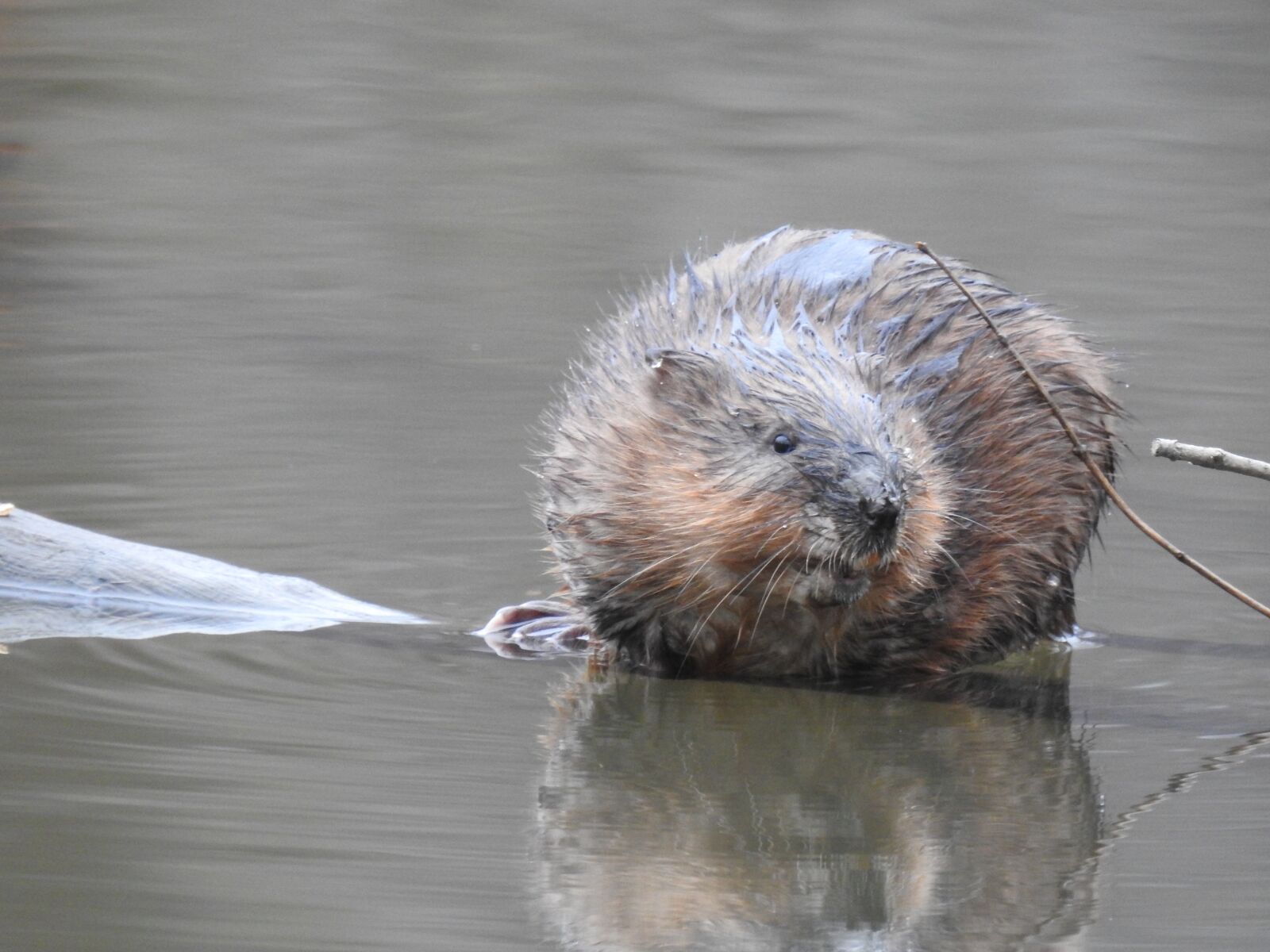 Nikon Coolpix P900 sample photo. Muskrat, creek, river photography