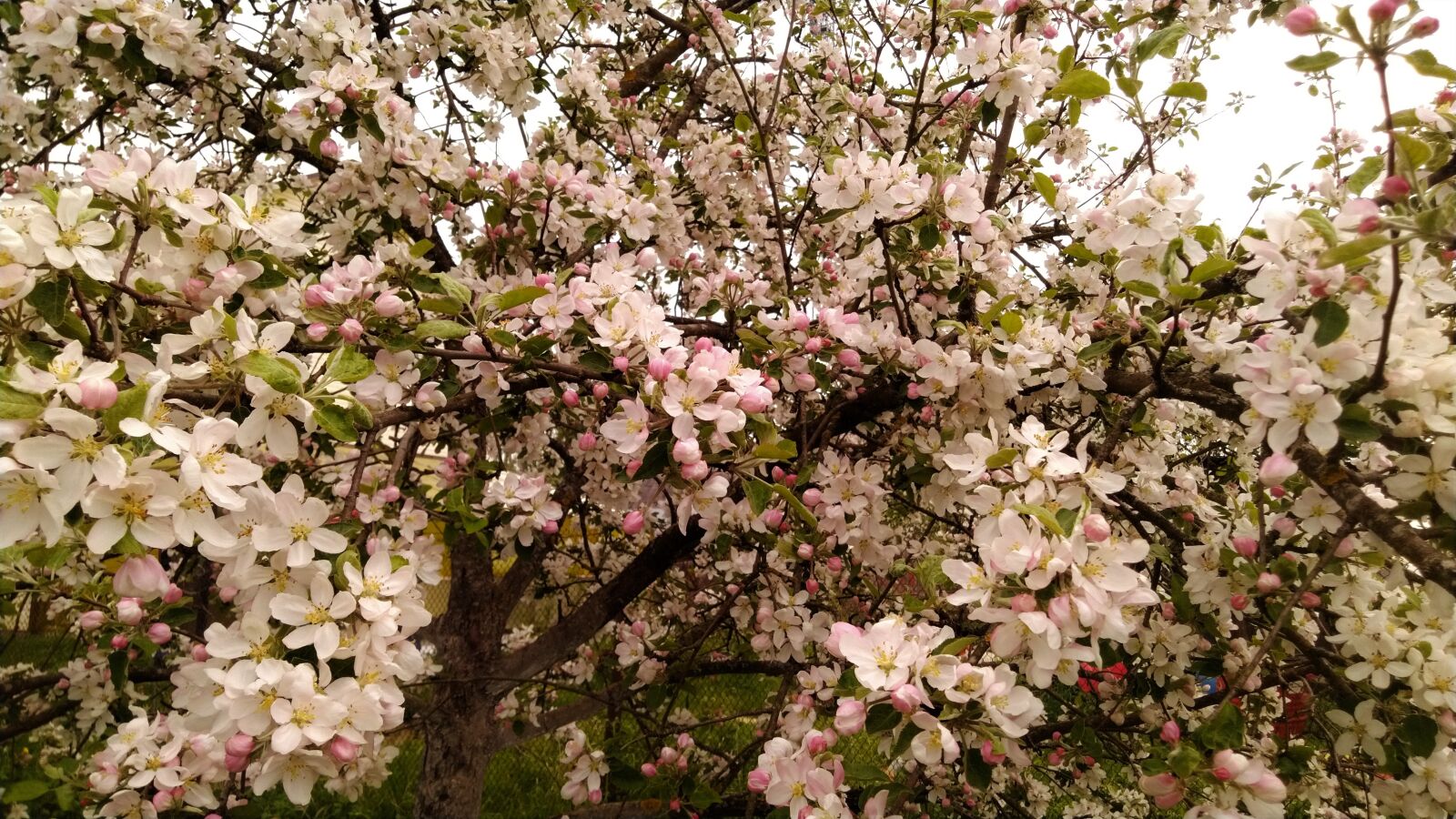 ASUS ZenFone 5 Lite (ZC600KL) sample photo. Spring, apple tree, bloom photography