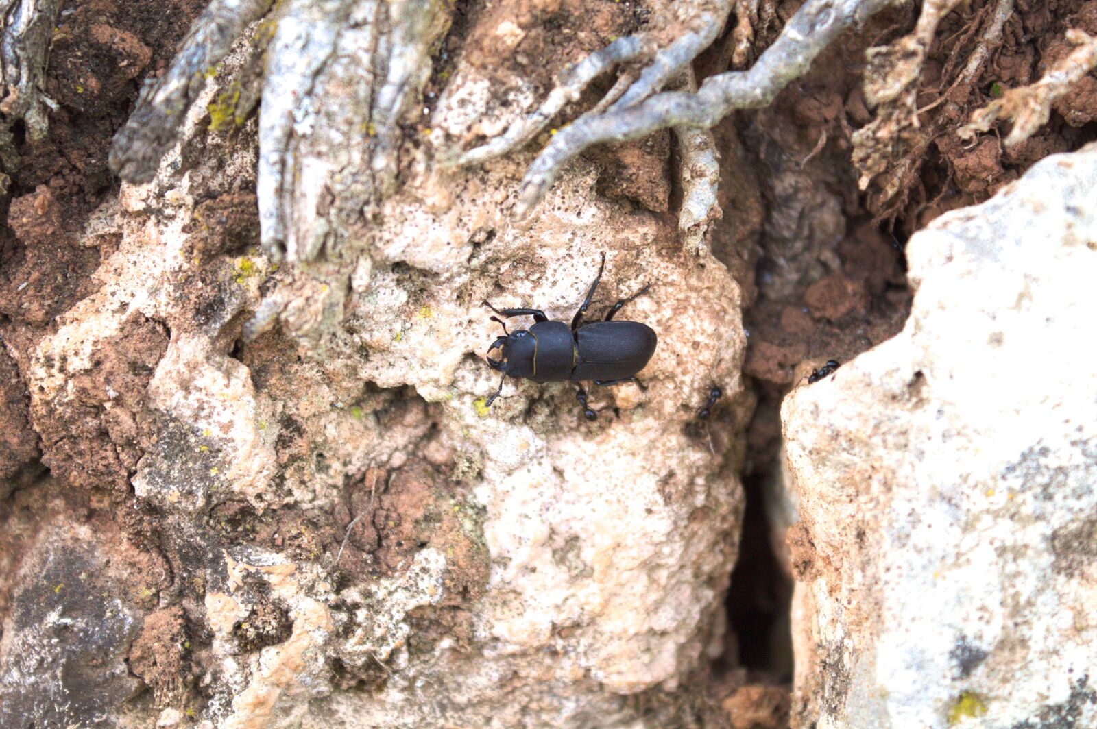 Canon EOS 1100D (EOS Rebel T3 / EOS Kiss X50) sample photo. Scarab, ants, attack photography