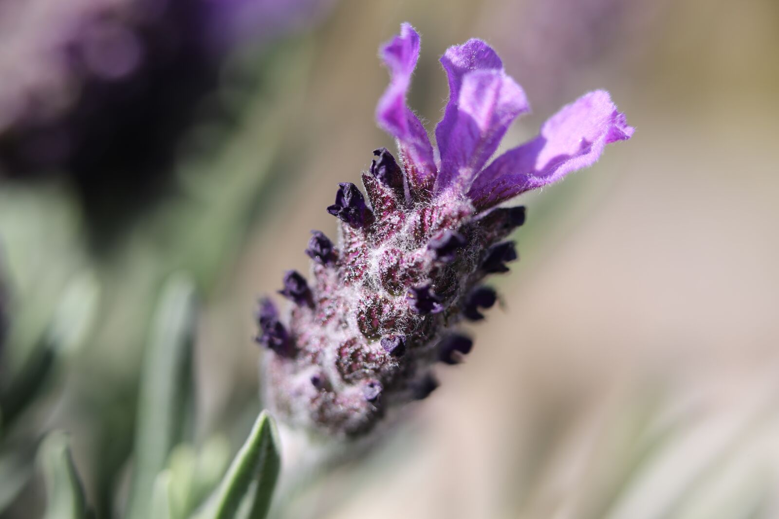 Canon EF 100mm F2.8L Macro IS USM sample photo. Plant, green, nature photography
