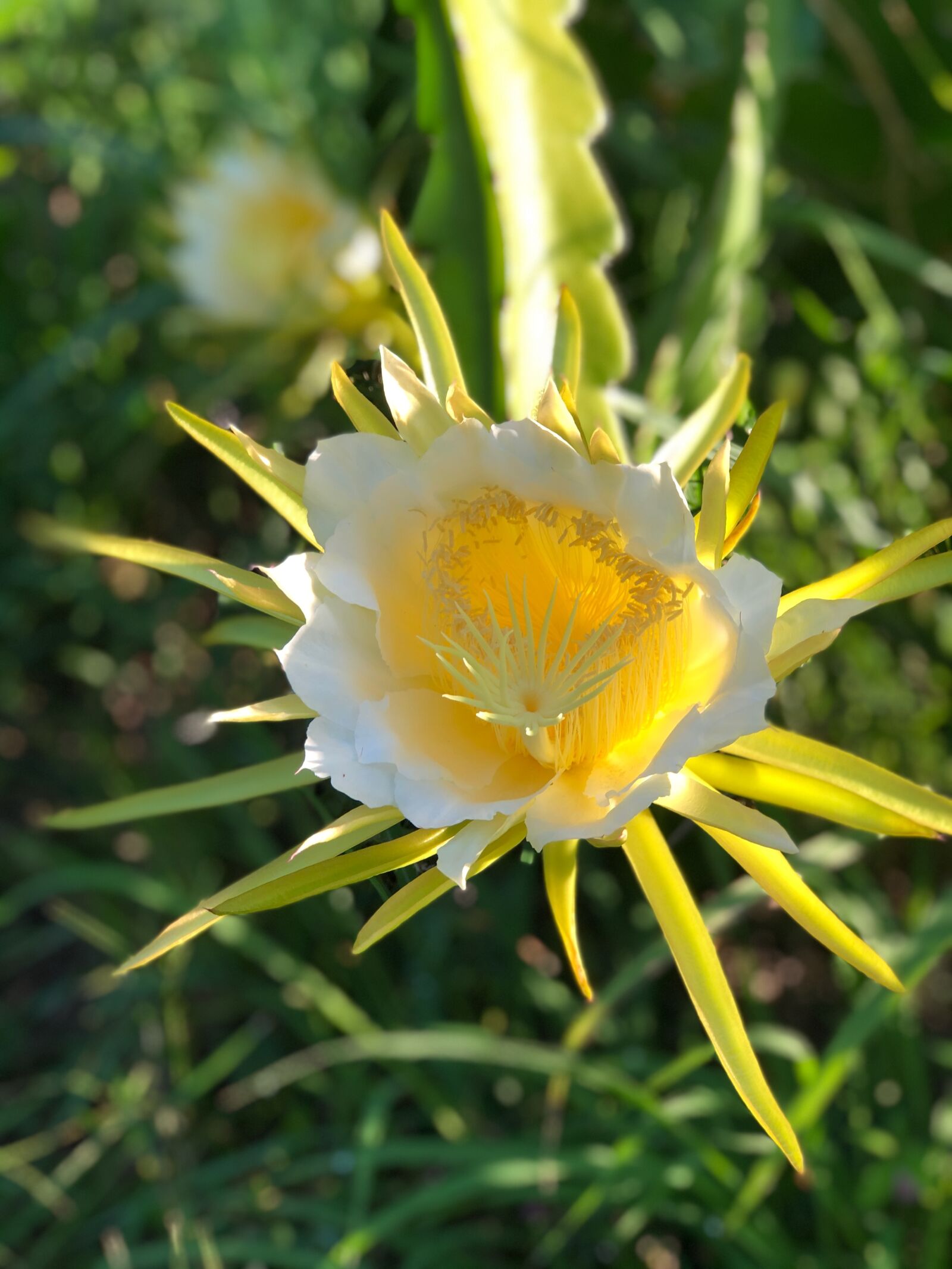 iPhone 8 Plus back dual camera 6.6mm f/2.8 sample photo. Flowers, night blooming cereus photography