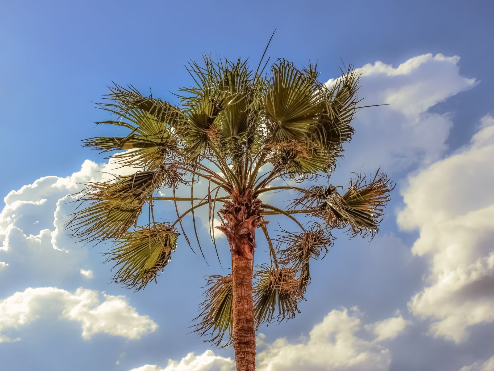 Nikon D3300 sample photo. Palm tree, wind, sky photography