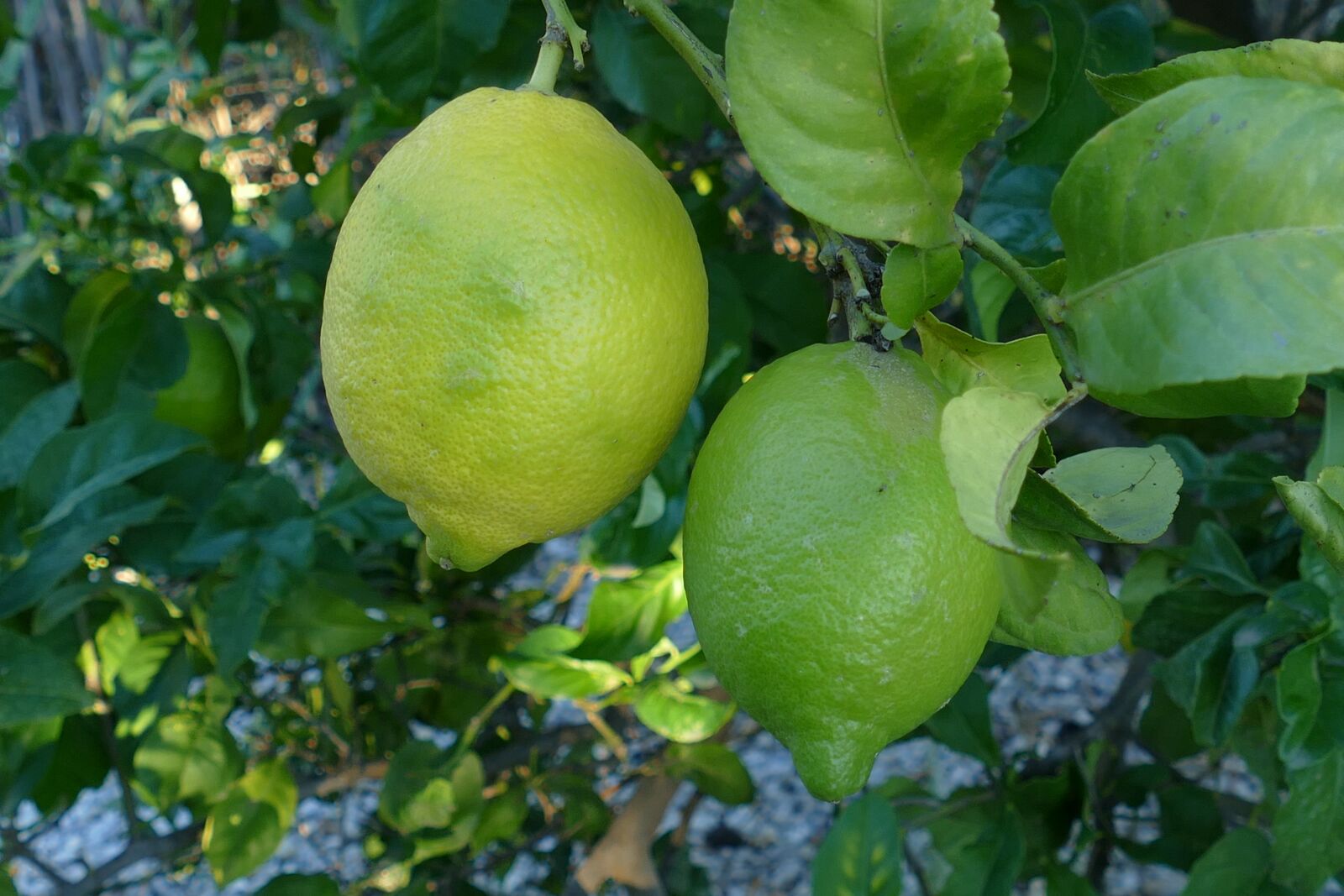 Panasonic Lumix DMC-FZ1000 sample photo. Citroen, citrus, struik photography