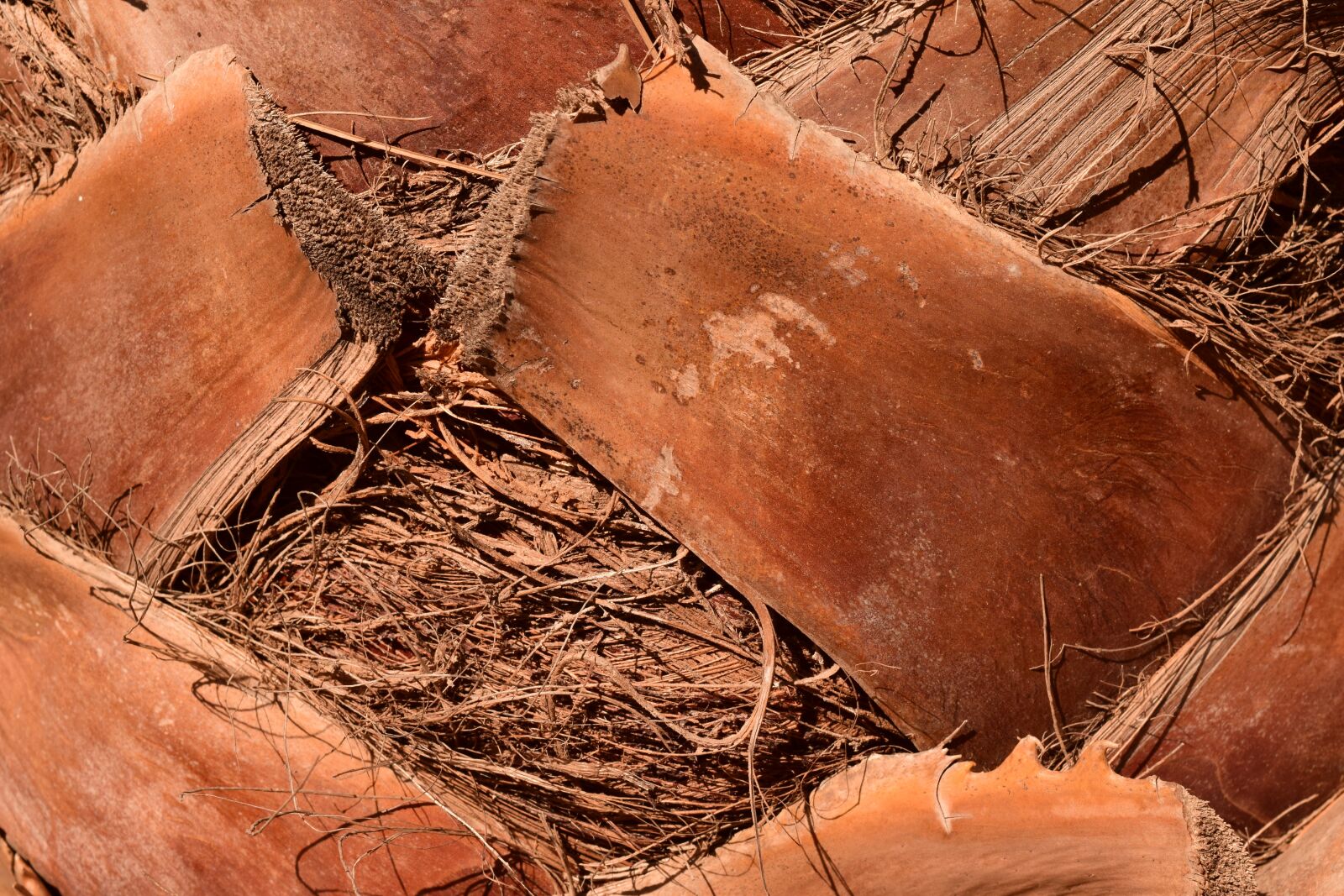 Nikon D3300 sample photo. Palm, palm trunk, log photography
