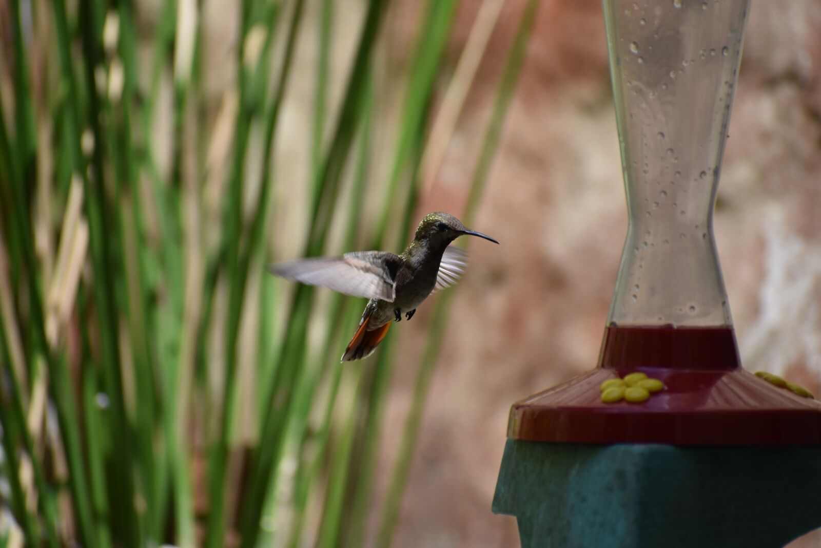 Nikon D3400 sample photo. Hummingbird, bird, tropical photography