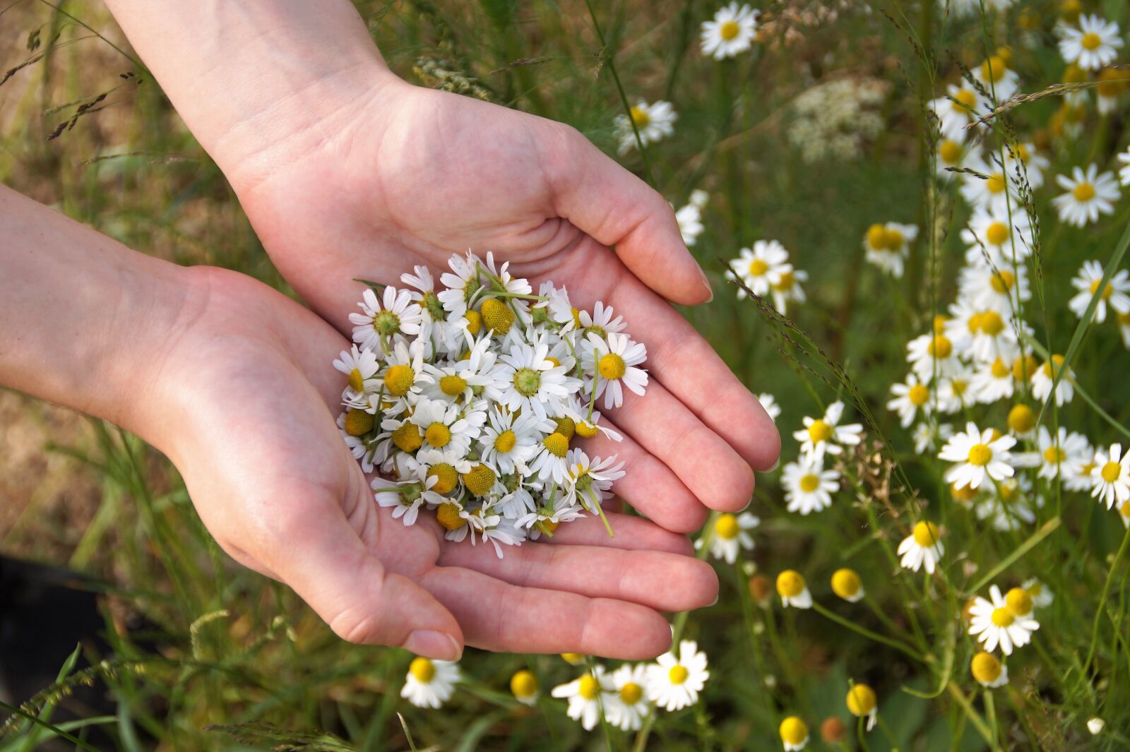 Sony SLT-A58 sample photo. Chamomile, genuine, medicinal herb photography