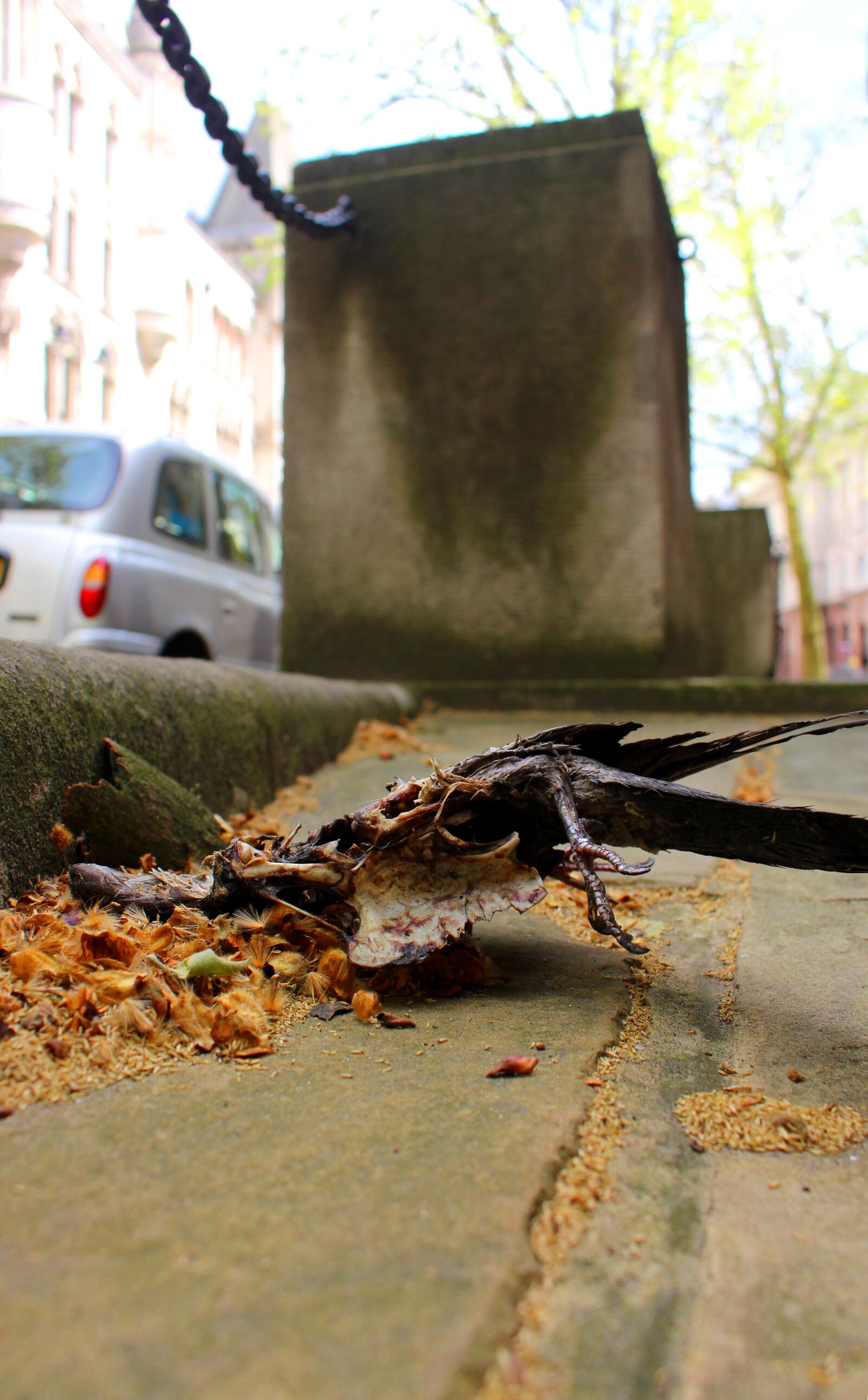 Canon EOS 700D (EOS Rebel T5i / EOS Kiss X7i) sample photo. Dove, death, road photography