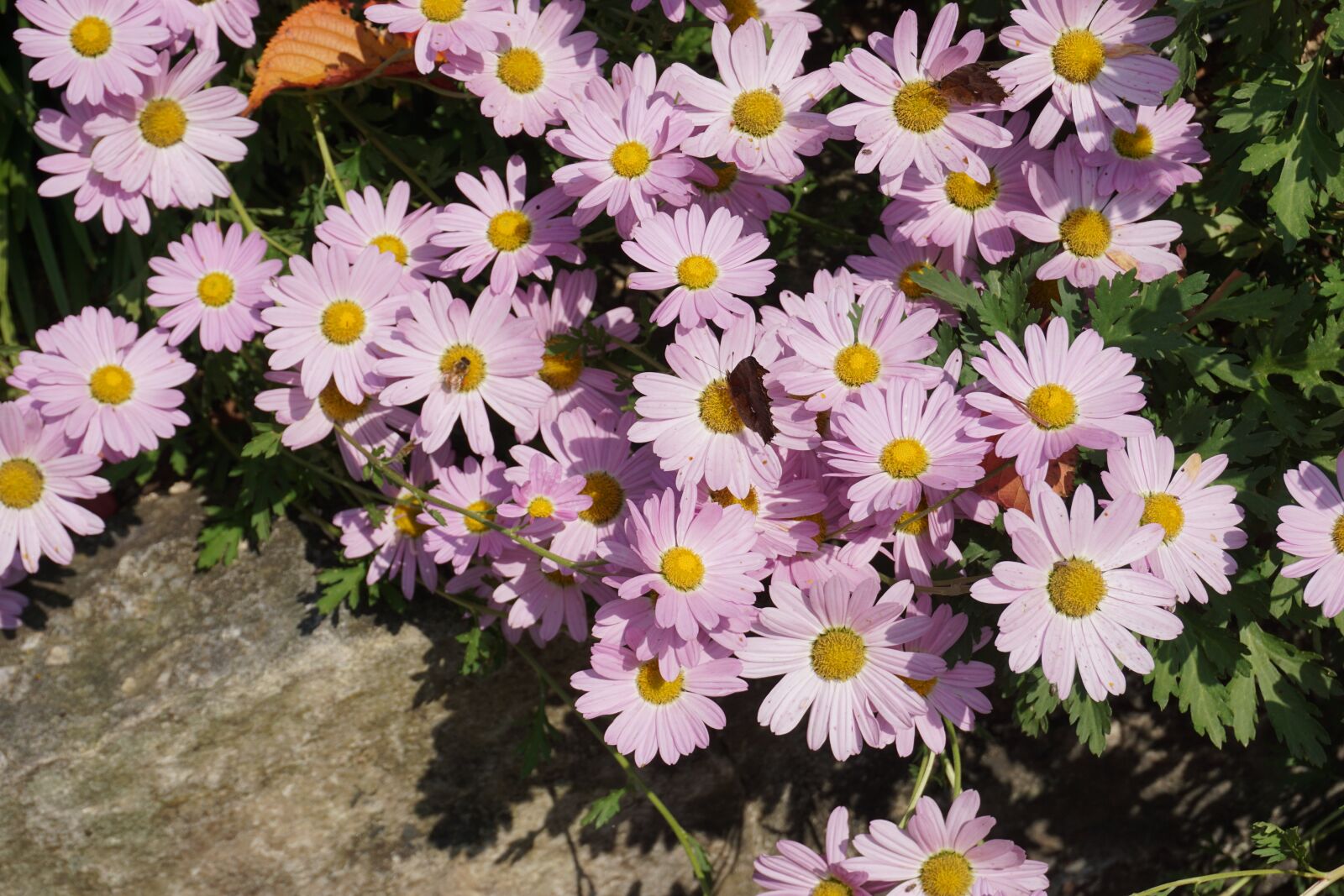 Sony E 16-50mm F3.5-5.6 PZ OSS sample photo. Flowers, butterfly, autumn photography