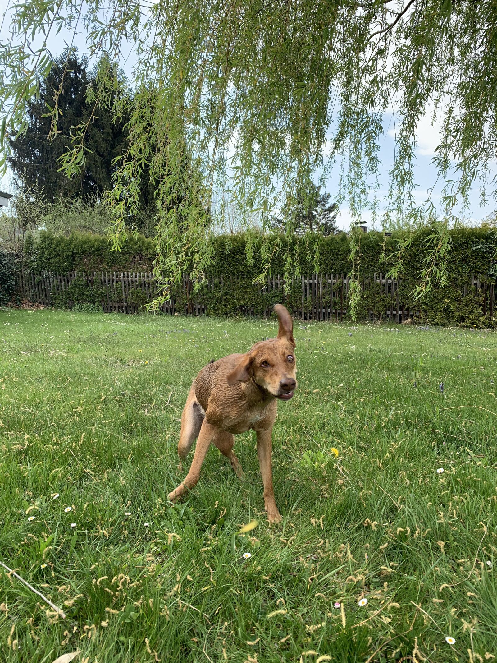 Apple iPhone XS Max sample photo. Dog, wet, water photography