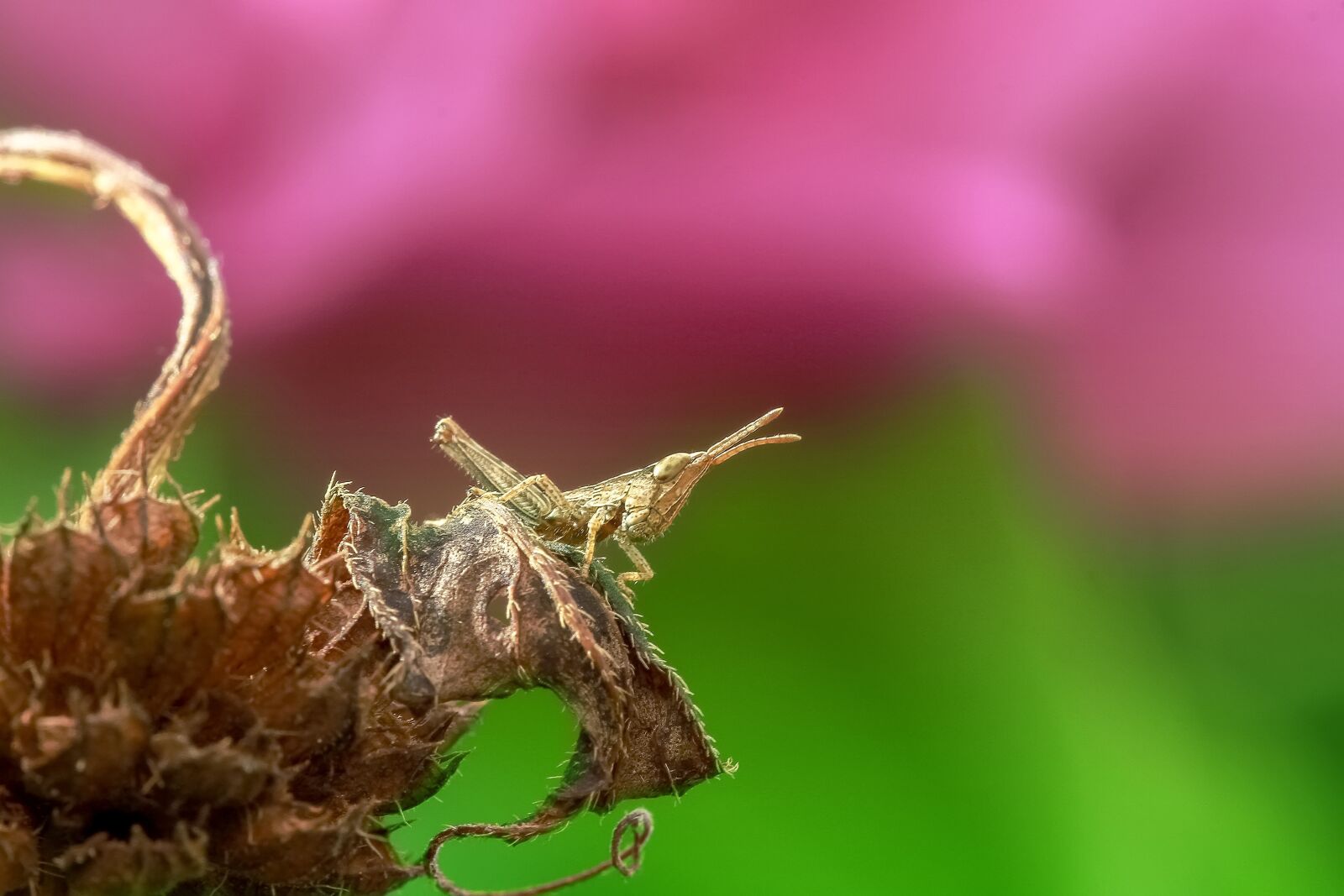 Canon EF 100mm F2.8L Macro IS USM sample photo. Grasshopper, insect, macro photography