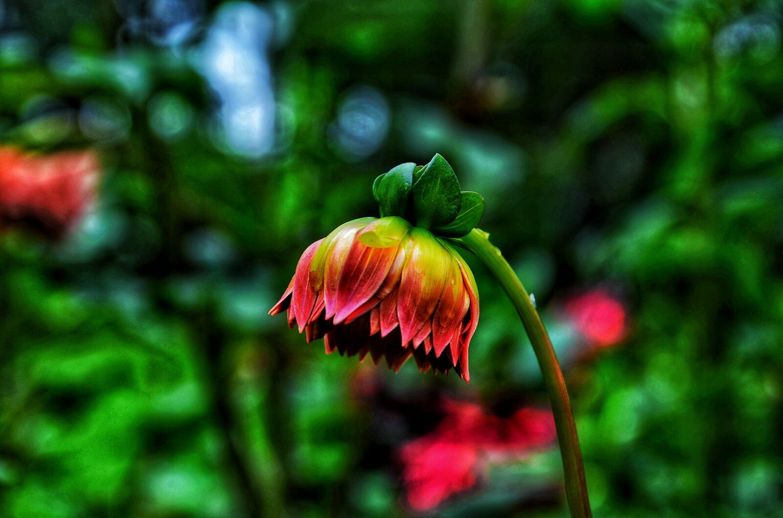Nikon D5100 sample photo. Beautiful, cherry, blossom, flower photography