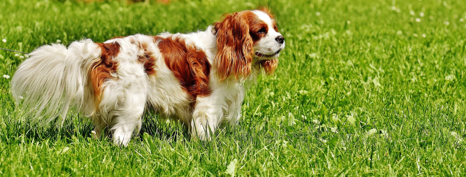 Nikon D7200 sample photo. Dog, cavalier king charles photography