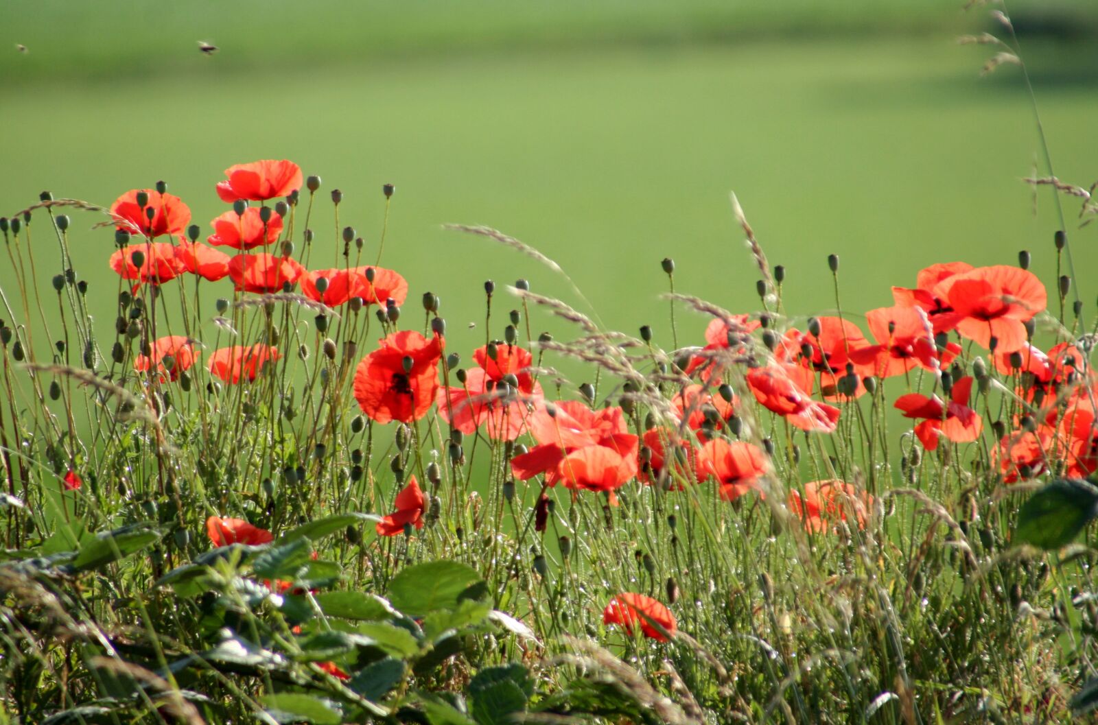 Canon EOS 350D (EOS Digital Rebel XT / EOS Kiss Digital N) sample photo. Flowers, poppies, flowering photography