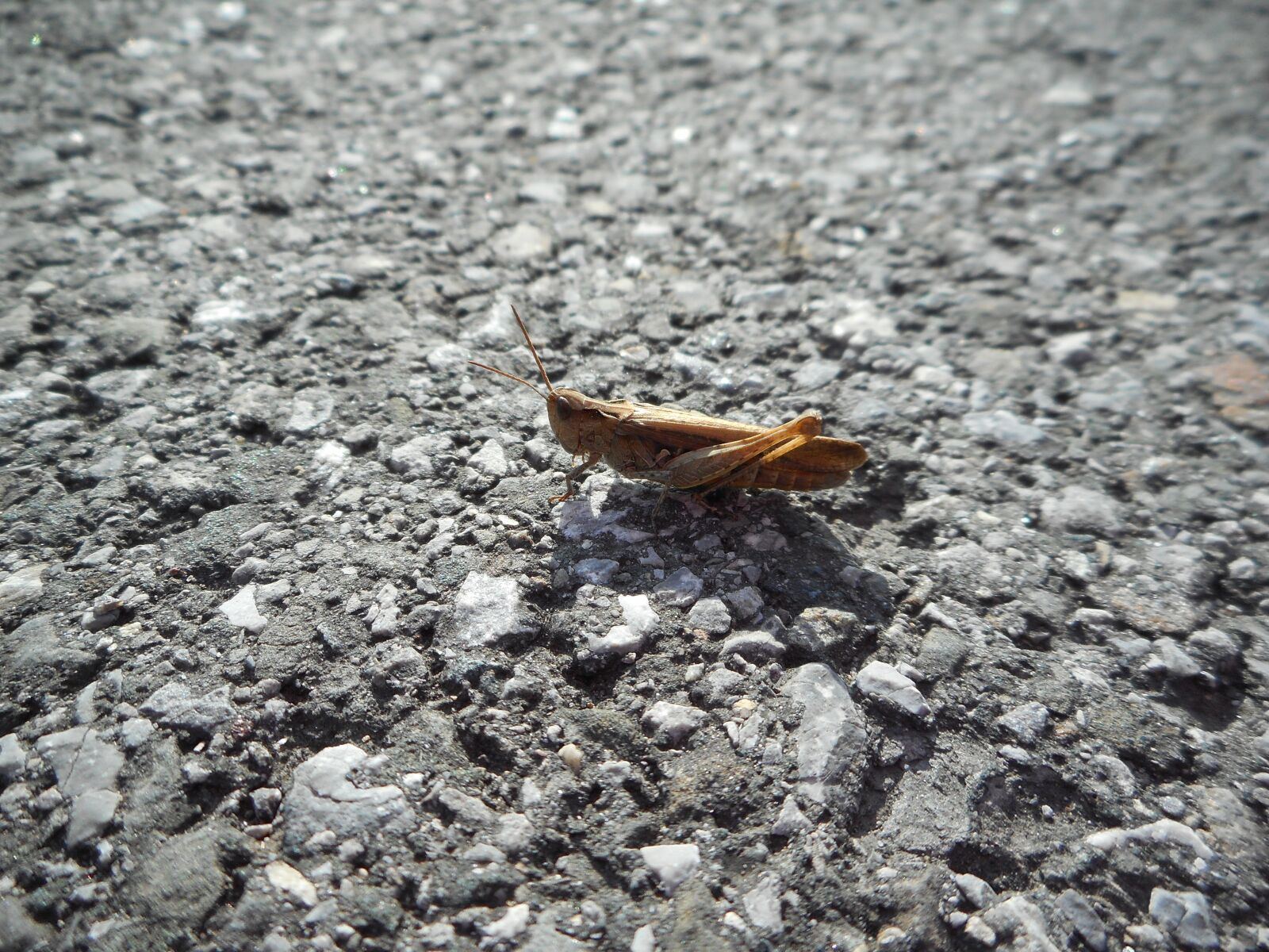 Nikon Coolpix S3600 sample photo. Grasshopper, insect, close up photography