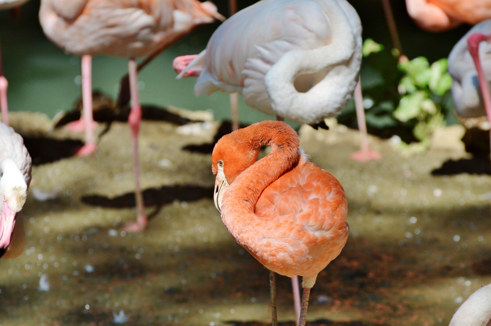 Nikon D3200 sample photo. Flamingo, bird, pink photography