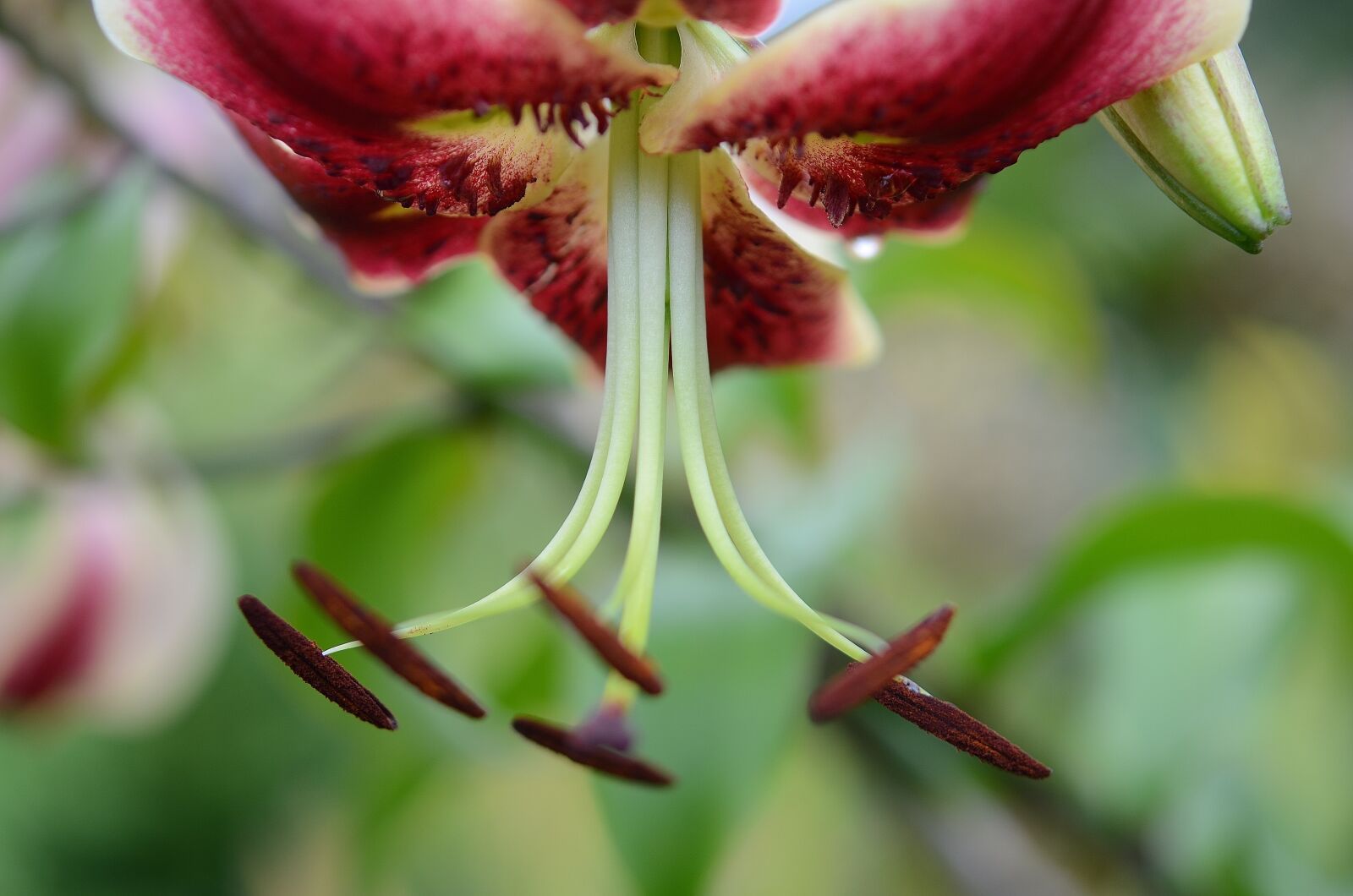 Nikon D7000 sample photo. Flower, natur, spring photography