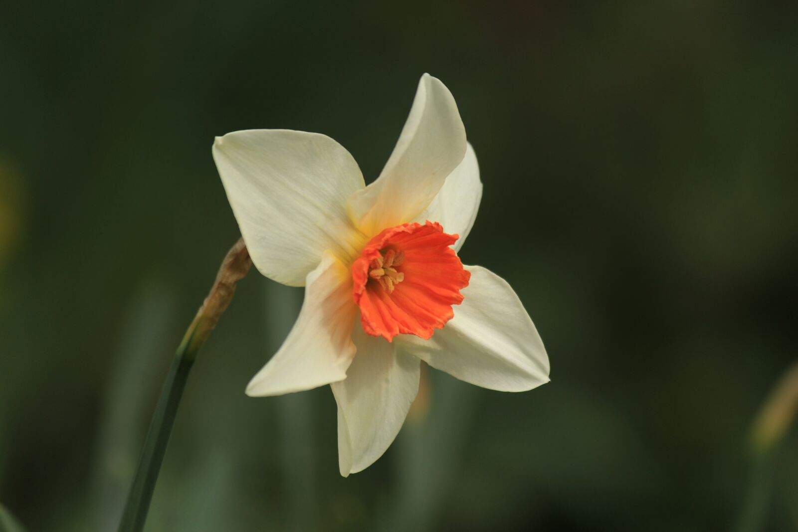Canon EOS 1200D (EOS Rebel T5 / EOS Kiss X70 / EOS Hi) sample photo. Daffodils, easter, spring photography