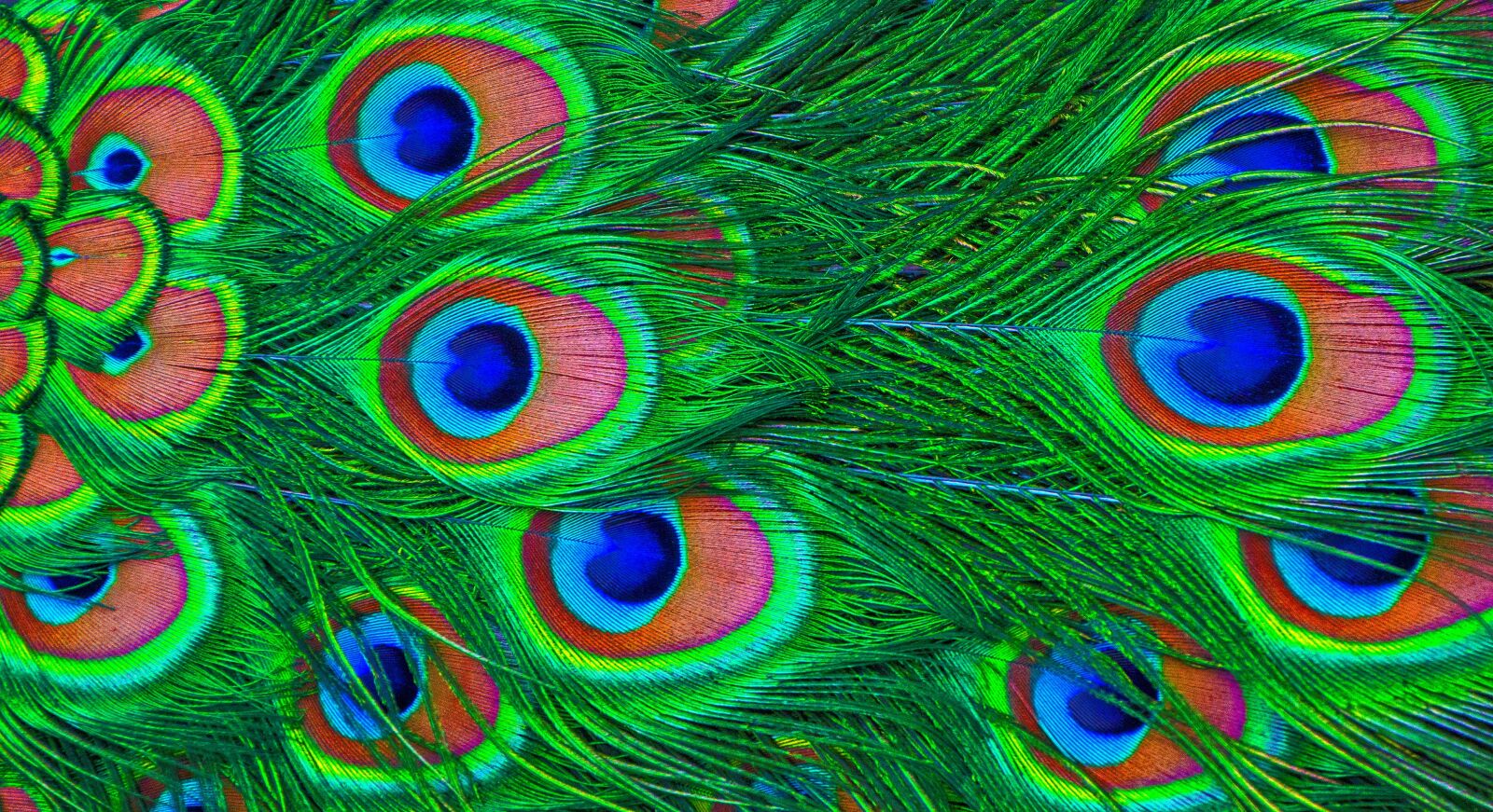 Nikon D5100 sample photo. Peacock, feather, peacock feathers photography