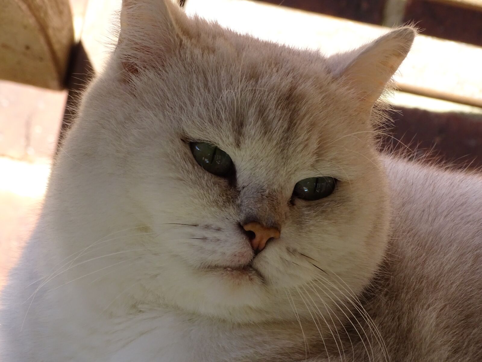 Sony Cyber-shot DSC-HX400V sample photo. Cat, feline, pet photography