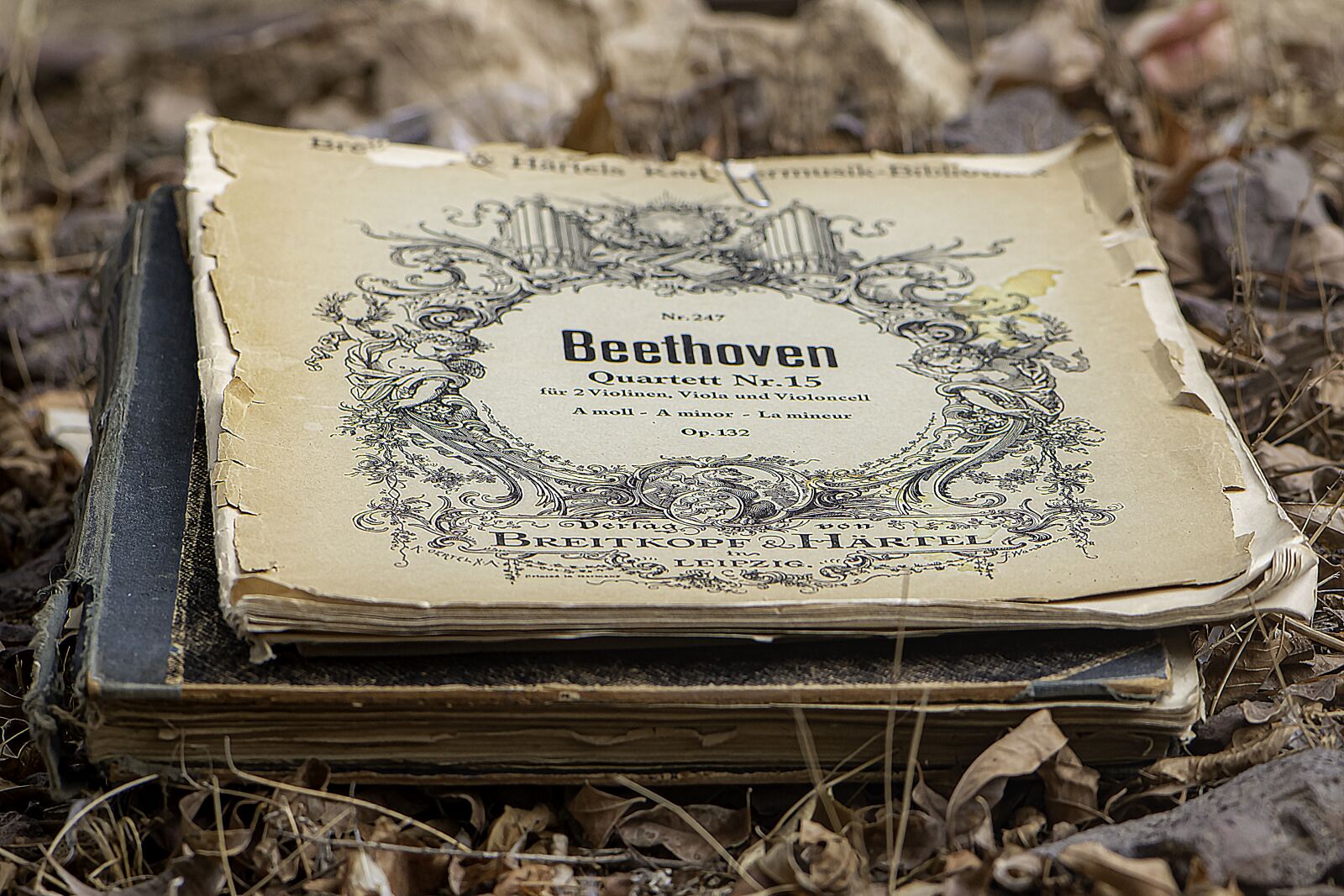 Nikon D5600 sample photo. Composer, inspiration, classic photography