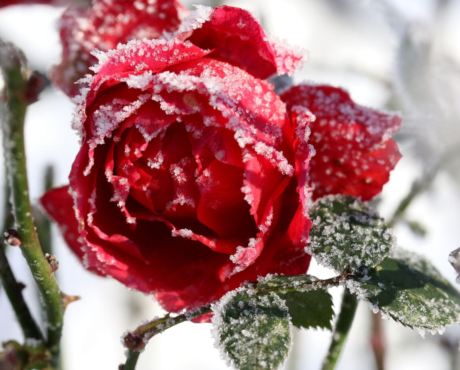 Canon EF-S 60mm F2.8 Macro USM sample photo. Rose, frozen, red photography