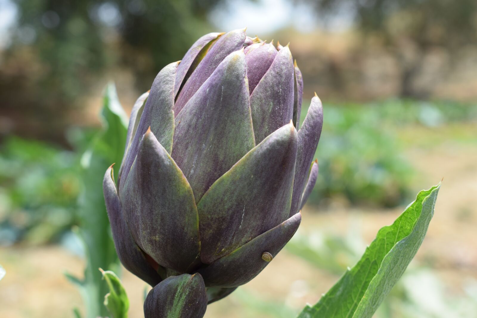 Nikon D3300 sample photo. Flower, plant, nature photography