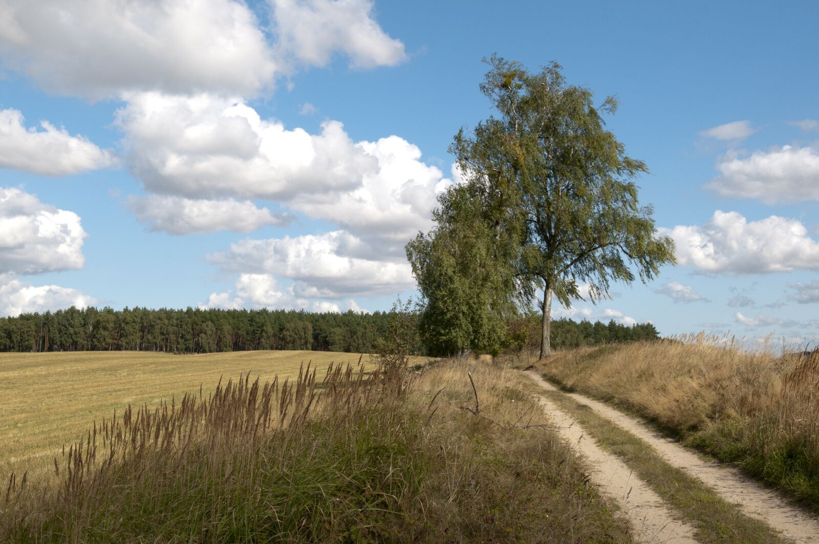 Nikon D300 sample photo. Field, meadow, grass photography